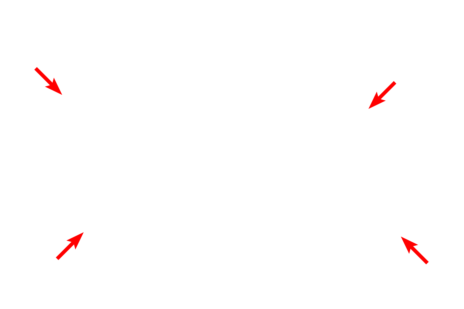 External lamina > <p>The external lamina is secreted by the Schwann cell and is similar in structure and composition to the basal lamina in epithelial tissues.  The external lamina provides anchorage for the Schwann cell, particularly during the myelination process.  The endoneurium is product of fibroblasts in the peripheral nerve and contains collagen fibrils.</p>
