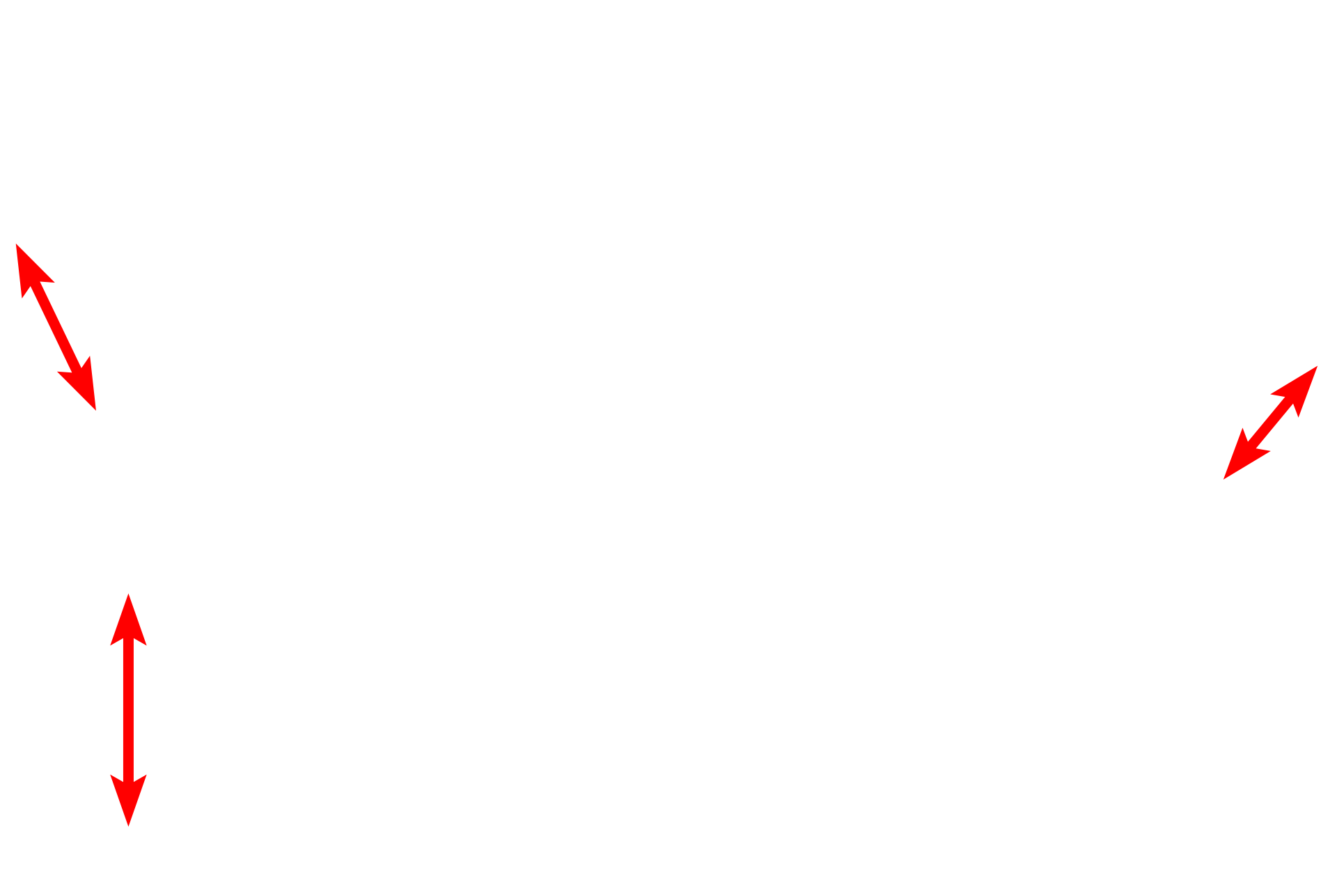Endoneurium <p>The external lamina is secreted by the Schwann cell and is similar in structure and composition to the basal lamina in epithelial tissues.  The external lamina provides anchorage for the Schwann cell, particularly during the myelination process.  The endoneurium is product of fibroblasts in the peripheral nerve and contains collagen fibrils.</p>

