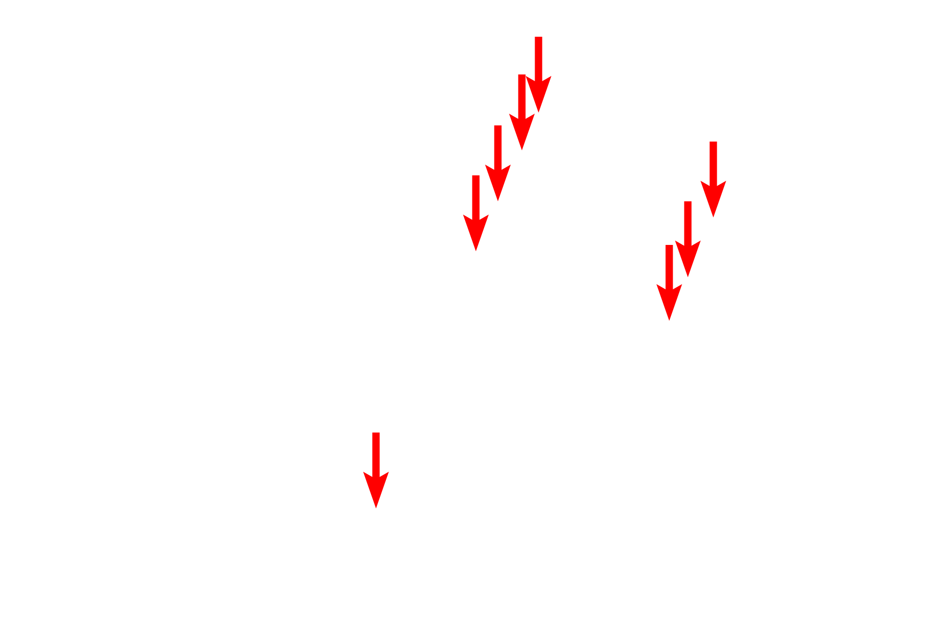Myelin lamellae <p>A freeze fracture electron micrograph shows an axon and its myelin sheath, fractured transversely.  This axon is surrounded by 10-15 wrappings of myelin derived from Schwann cell plasma membrane.  Visible in the axon are numerous small bumps representing microtubules.  Portions of uncompacted Schwann cell cytoplasm are also visible.  60,000x</p>
