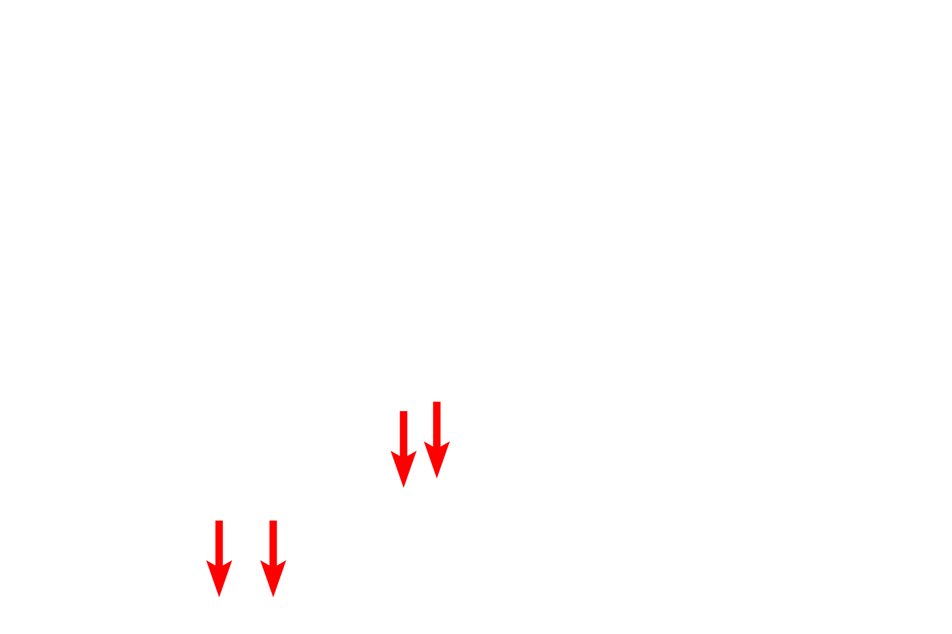 Schwann cell cytoplasm > <p>During myelination, the axon lies in a longitudinal groove of plasma membrane indented into the Schwann cell surface.  One edge of the groove wraps around the axon forming concentric membrane layers, called myelin.  As membranes compact, intervening cytoplasm is eliminated.  Cytoplasm is retained between membranes adjacent to the axon and at the periphery of the myelin.</p>
