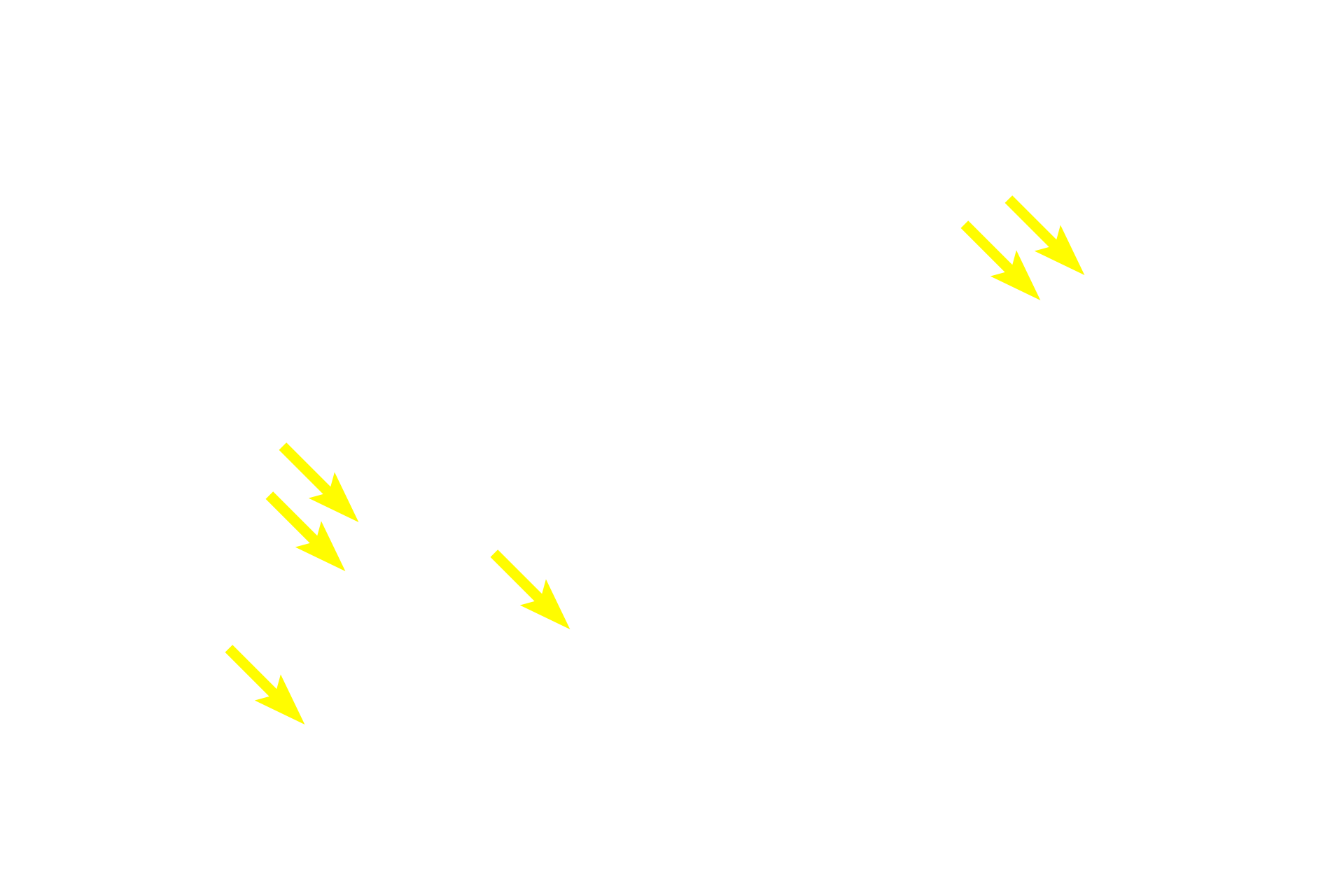 Schwann cells > <p>Numerous satellite Schwann cells surround each dorsal root ganglion; their cytoplasmic processes form a capsule around the cell body.</p>
