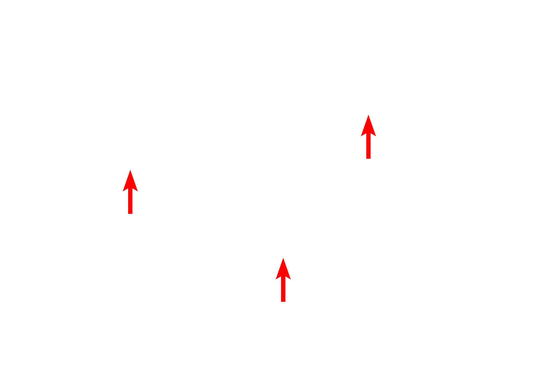 Dendrites > <p>Multiple dendrites can be seen, containing Nissl bodies, which are large accumulations of rough endoplasmic reticulum and polyribosomes. The presence of these basophilic Nissl bodies distinguishes dendrites from axons. Dendrites branch at acute angles.</p>
