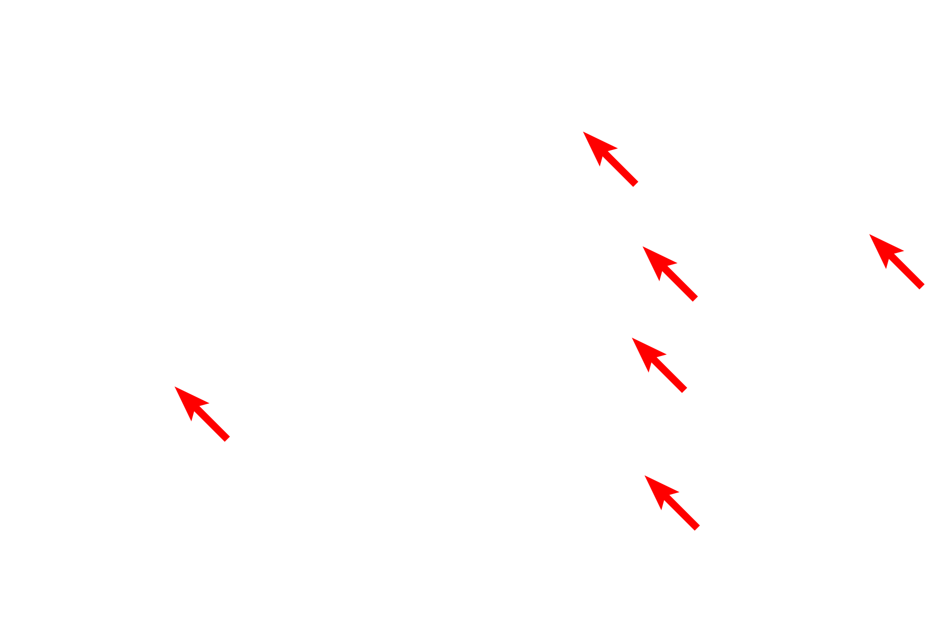 Glial cell nuclei > <p>Glial cells are the supporting cells in the CNS and are comprised by astrocytes and oligodendrocytes.  In most preparations, only the nuclei of these cells are visible.  Special stains, such as a silver stain, are required to reveal the cytoplasm and cell processes.  Supporting cells dramatically outnumber neurons in the CNS.</p>
