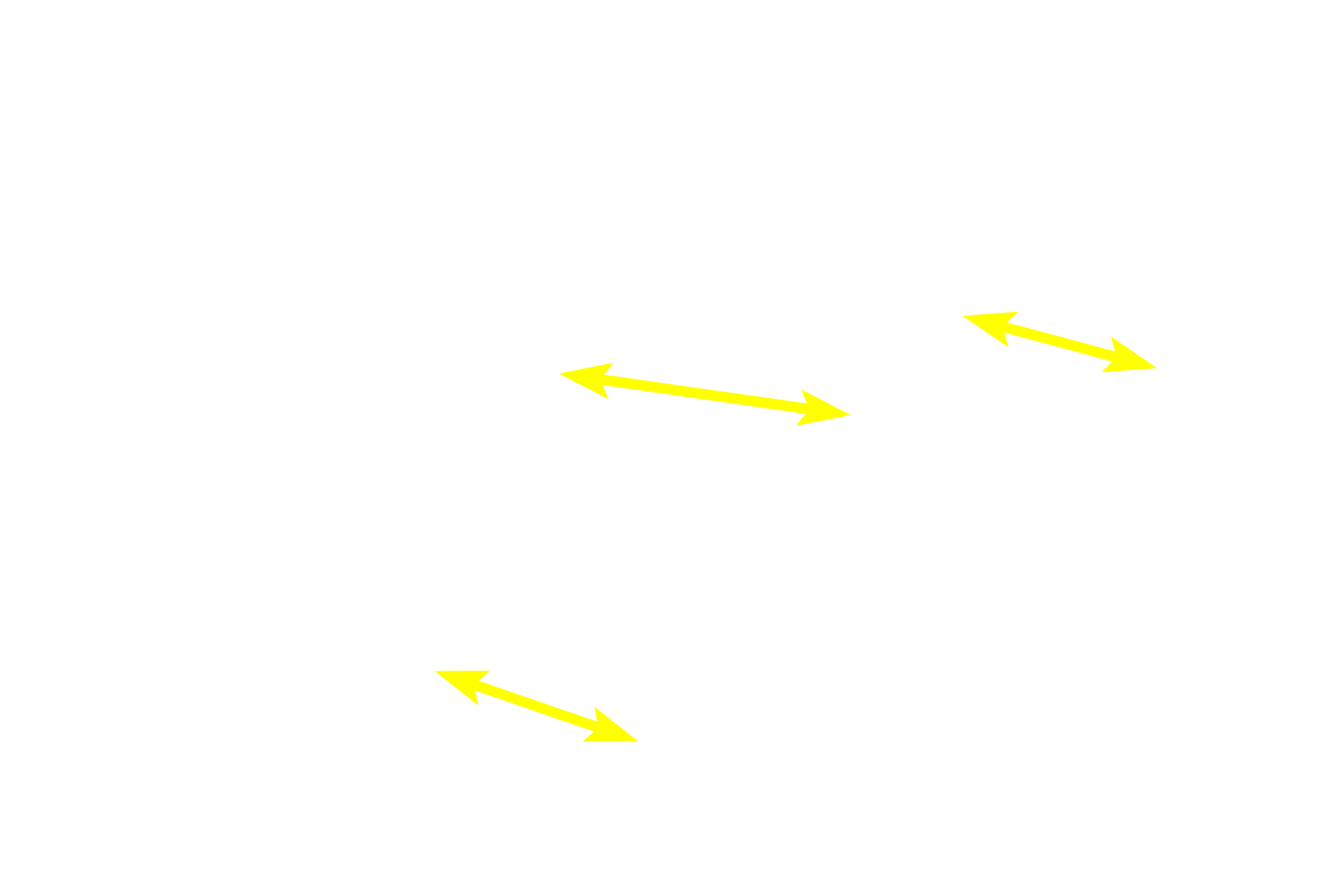 Lobules <p>Most compound glands are macroscopic organs surrounded by a connective tissue capsule. Partitions arising from the capsule subdivide the gland into lobules composed of secretory acini (alveoli) and/or tubules. Secretions from the lobules are drained by a complex, branching, duct system. Most compound glands are associated with the digestive system. Parotid gland 10x</p>
