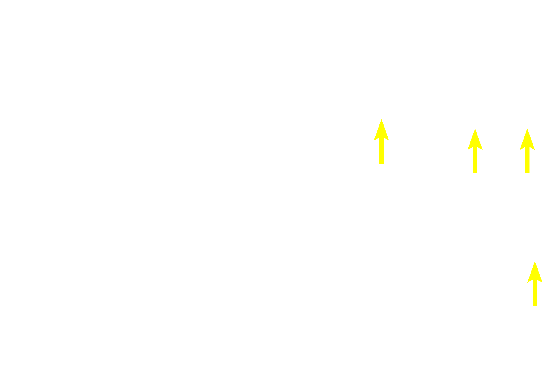 Blood vessels <p>The secretory units in this gland consist of spherical acini and elongated tubules.  Their secretions are immediately drained by intralobular ducts which flow into larger interlobular ducts located in the interlobular connective tissue between lobules.  Interlobular ducts are often lined by a stratified columnar epithelium.  Submandibular gland 400x</p>
