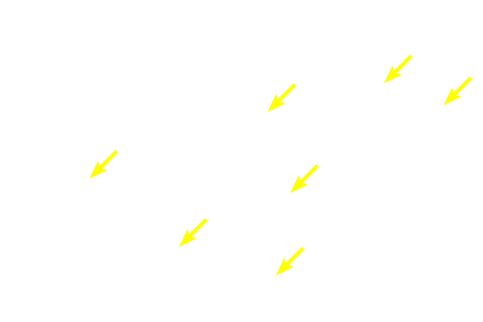 Mucus-secreting tubules <p>A lobule of a compound tubuloacinar gland displays both elongated, mucus-secreting tubules and spherical, serous-secreting acini.  Intralobular ducts are also visible.  This gland is the submandibular (submaxillary) salivary gland and the saliva it secretes contains both mucus and serous components.  400x</p>
