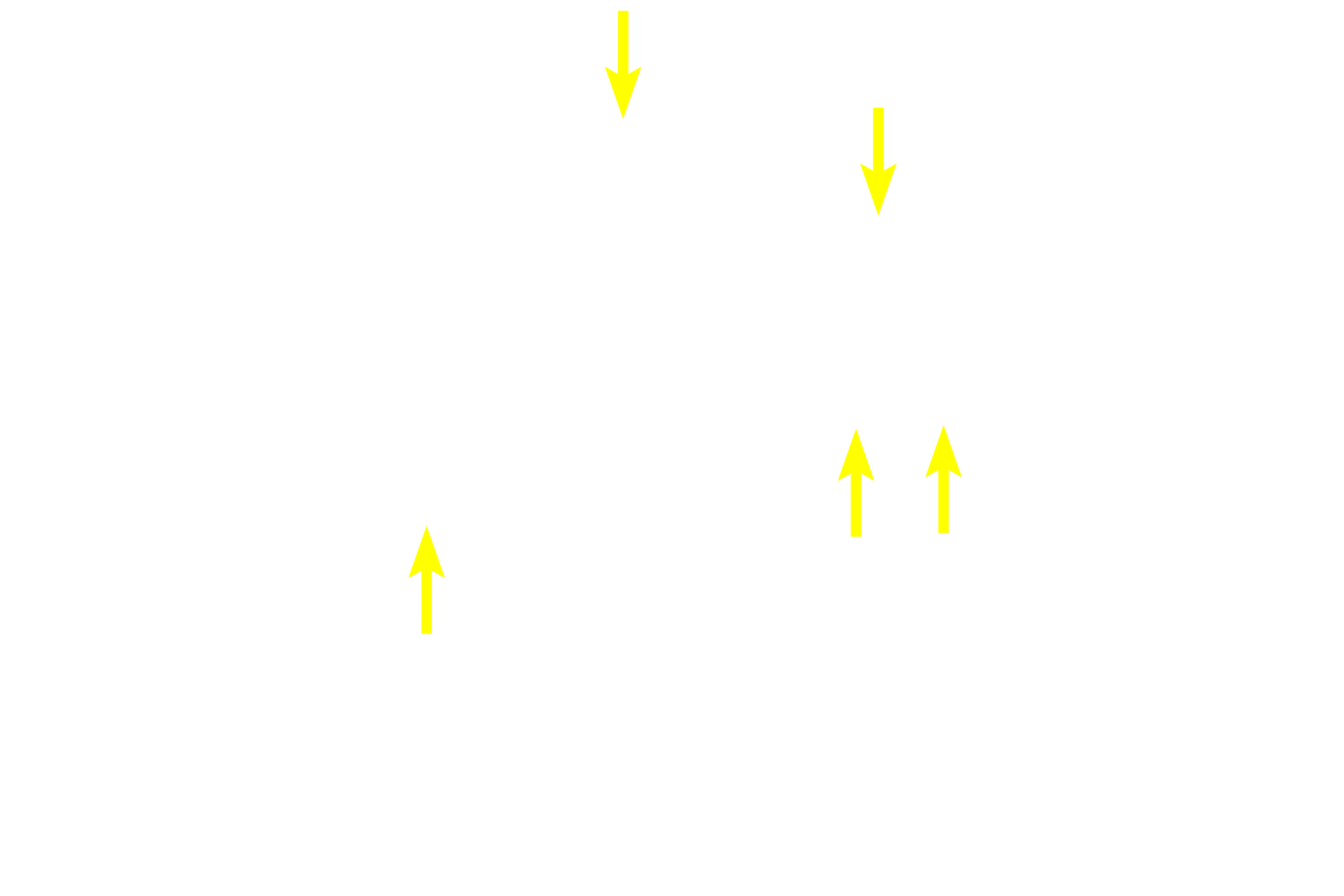  - Nuclei of serous cells <p>The morphology of serous and mucous secretory units is demonstrated in this image.  Each serous unit is acinar with a narrow lumen and contains cells with secretory granules and spherical nuclei.  Each mucous unit is tubular with a wide lumen.  The secretory cells appear vacuolated, with nuclei flattened at the base of the cell.  Submandibular gland  1000x</p>
