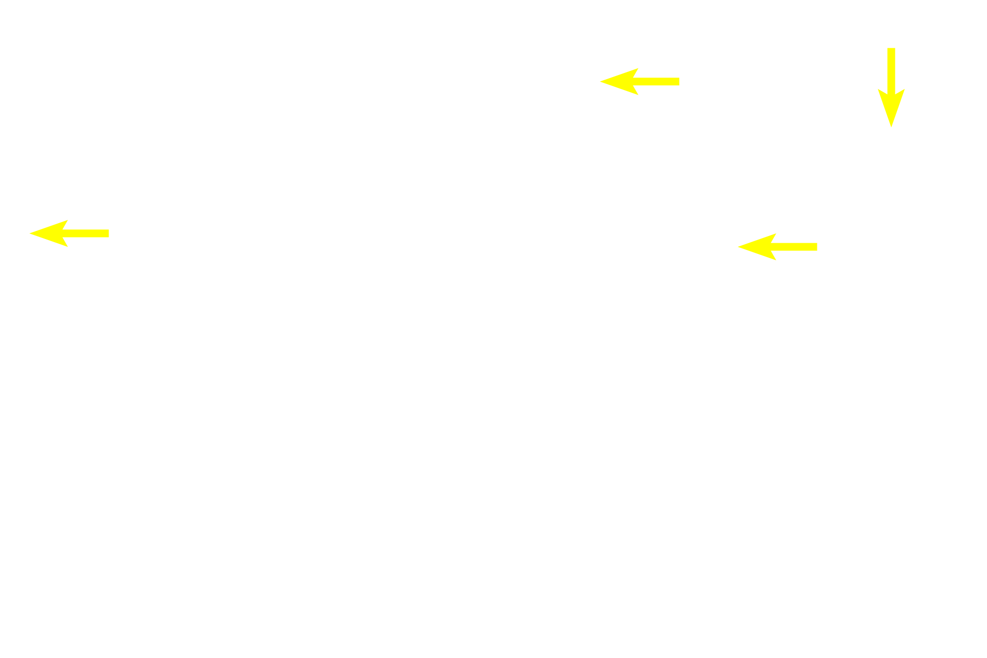 - Acinar lumens <p>The morphology of serous and mucous secretory units is demonstrated in this image.  Each serous unit is acinar with a narrow lumen and contains cells with secretory granules and spherical nuclei.  Each mucous unit is tubular with a wide lumen.  The secretory cells appear vacuolated, with nuclei flattened at the base of the cell.  Submandibular gland  1000x</p>
