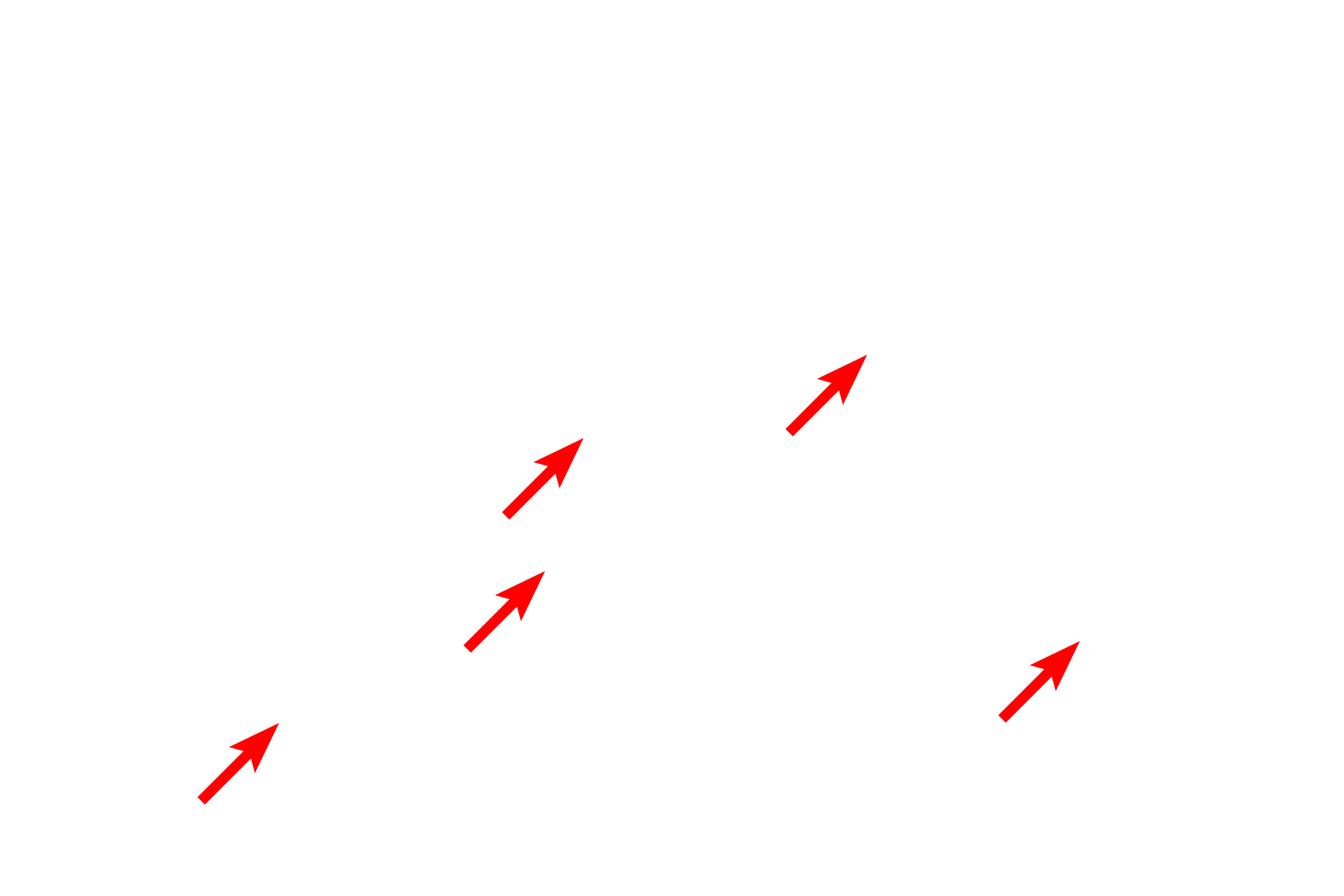  - Mucin granules <p>Mucous secreting cells are foamy in appearance with flattened, basally located nuclei.  They are arranged in tubules with wide lumens.</p>
