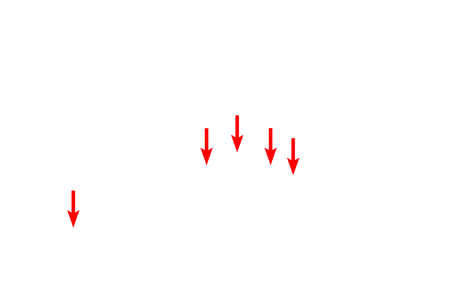  - Tubule lumen <p>Mucous secreting cells are foamy in appearance with flattened, basally located nuclei.  They are arranged in tubules with wide lumens.</p>
