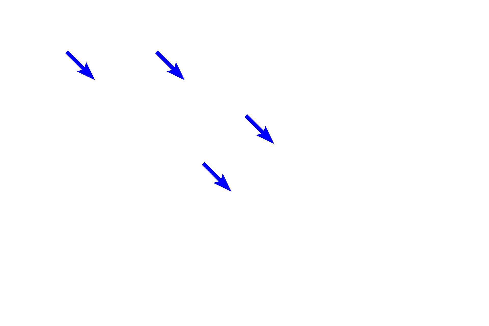 Tubules <p>This salivary gland is primarily a mucus-secreting gland, with only small areas dedicated to serous secretion.  The well developed tubules display wide lumens and cells with basally located nuclei and foamy cytoplasm.  A portion of an intralobular duct is also visible.  Sublingual gland 400x</p>
