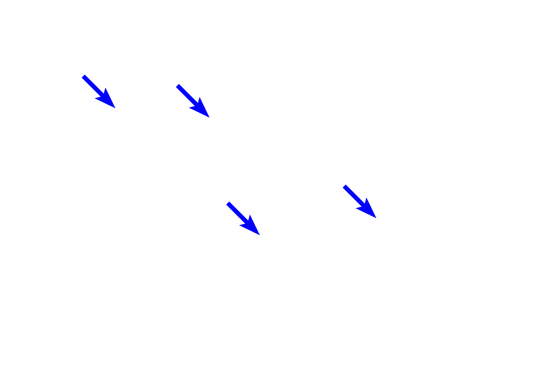 Tubule lumens <p>This salivary gland is primarily a mucus-secreting gland, with only small areas dedicated to serous secretion.  The well developed tubules display wide lumens and cells with basally located nuclei and foamy cytoplasm.  A portion of an intralobular duct is also visible.  Sublingual gland 400x</p>
