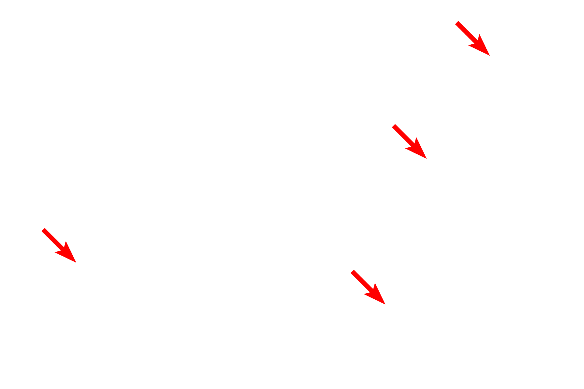 Nuclei <p>The presence of mucin granules in the cells of this mucus-secreting tubule accounts for their foamy appearance seen with the light microscope.  The granules contain mucin proteins which become hydrated to form mucus after their release.  Trachea  5000x</p>
