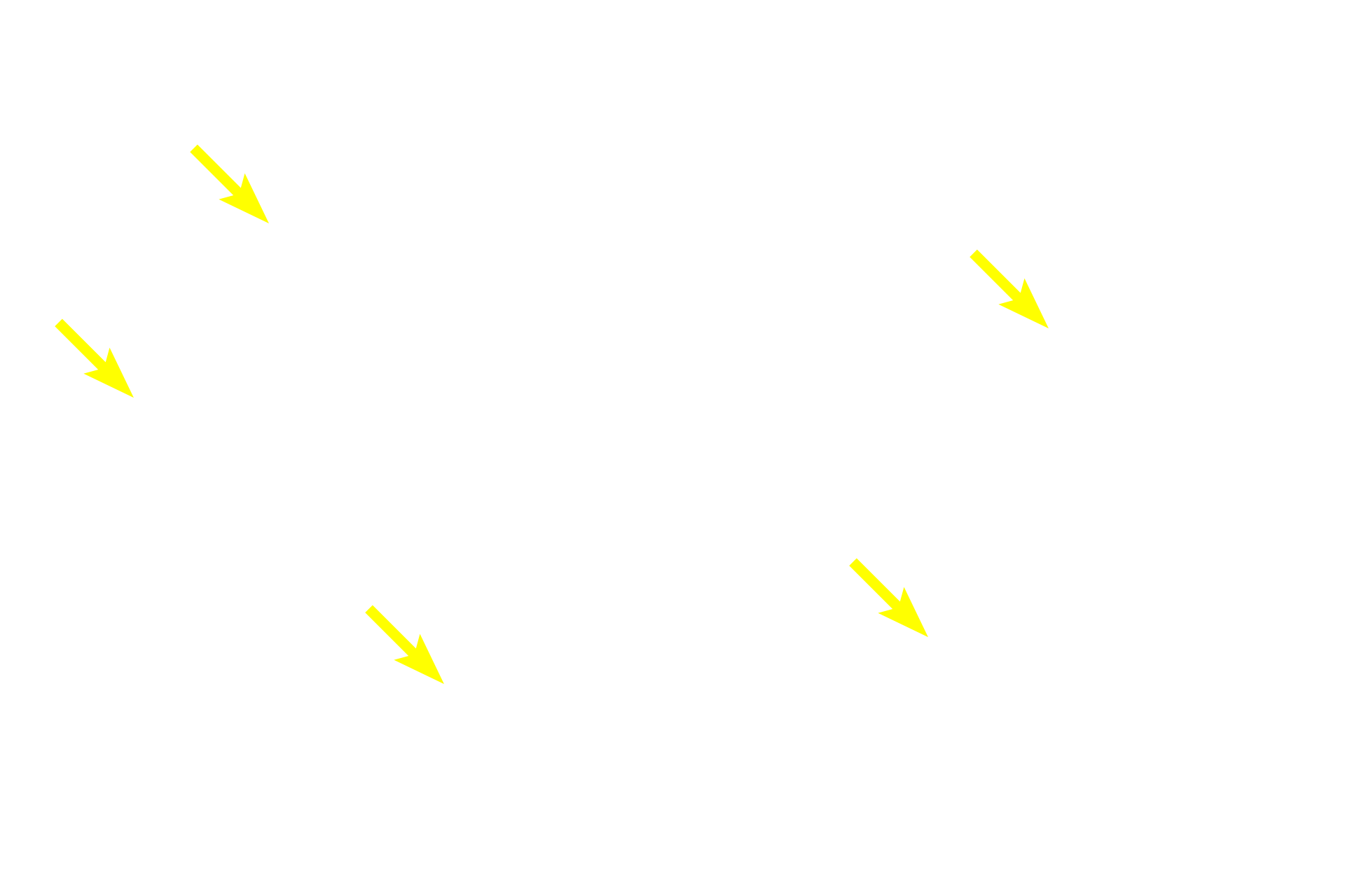  - Acini <p>This portion of a single lobule consists entirely of acini.  The ducts draining the acini gradually increase in diameter and their lining epithelia gently transition from low cuboidal to columnar.  These ducts, called intralobular, are located within the lobule, surrounded by secretory they units.  They join to form interlobular ducts that exit the lobule surrounded by connective tissue and are lined by a stratified columnar epithelium.  100x</p>
