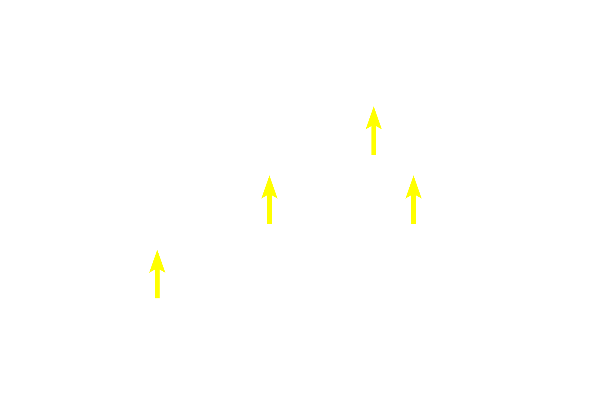  - Secretory granules <p>This compound acinar gland shows acini typically organized like a cluster of grapes.  Each acinus represents a single grape and the intralobular ducts represent the smallest stems.  The acinar cells are filled with zymogen (enzyme-containing) secretory granules.  Parotid gland 1000x</p>
