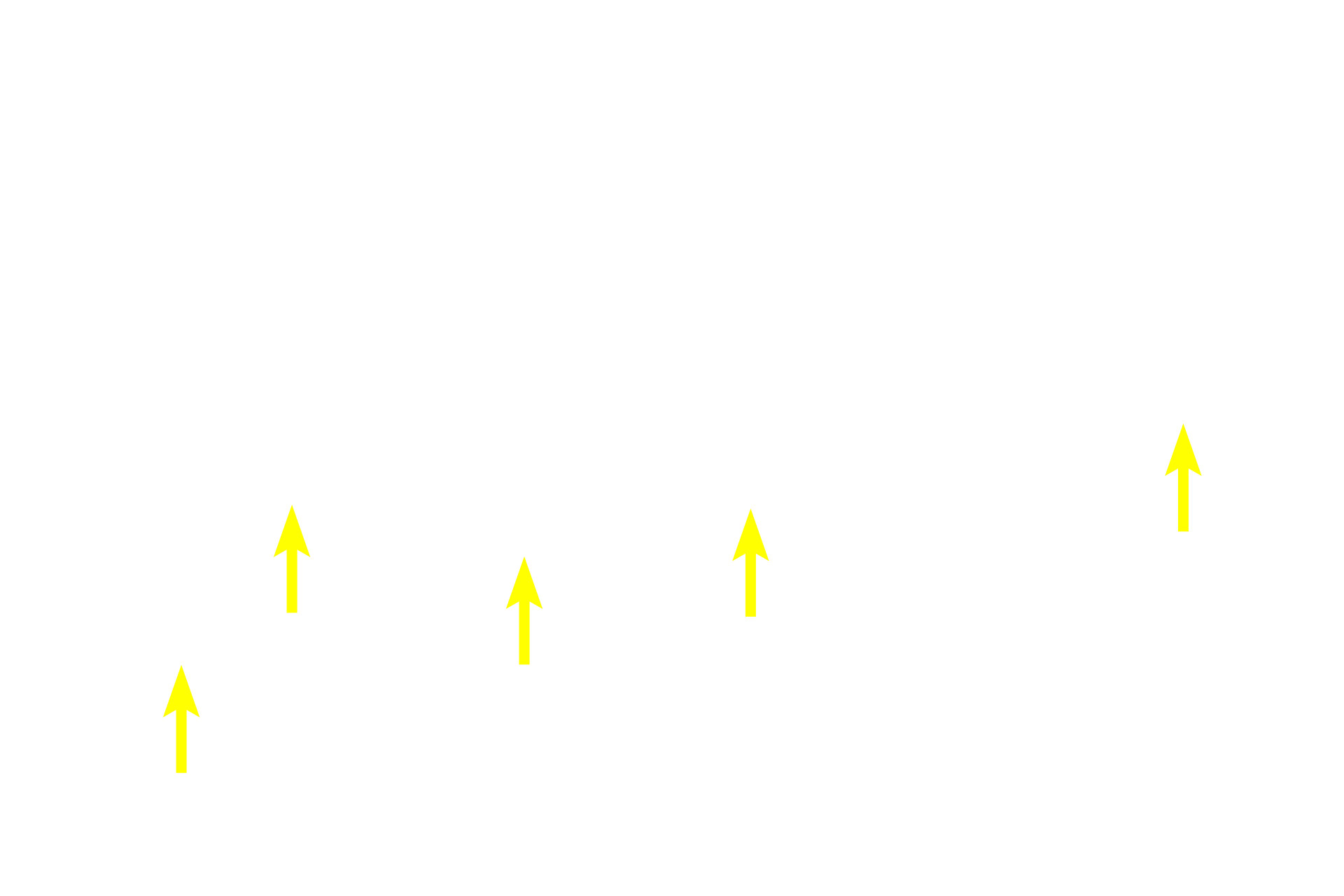  - RER <p>The pancreas is another example of a compound acinar gland.  Like the parotid gland, the acini are spherical, with wedge-shaped cells.  The cells accumulate eosinophilic secretory granules in their apices and display prominent basophilic rough endoplasmic reticulum at their bases.  The compound duct system is also visible in this image.  Pancreas  400x</p>

