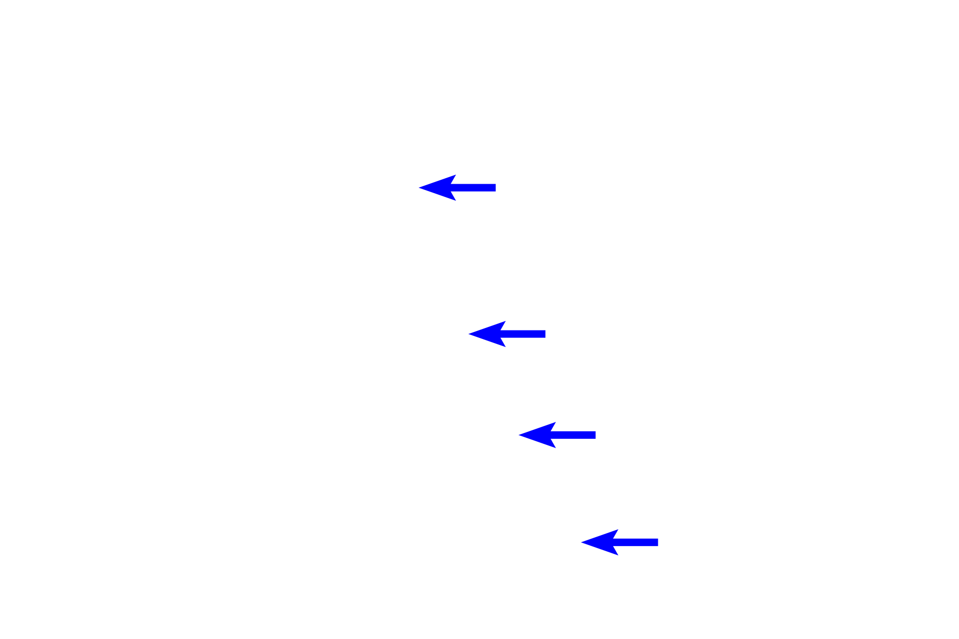 Intralobular duct <p>The pancreas is another example of a compound acinar gland.  Like the parotid gland, the acini are spherical, with wedge-shaped cells.  The cells accumulate eosinophilic secretory granules in their apices and display prominent basophilic rough endoplasmic reticulum at their bases.  The compound duct system is also visible in this image.  Pancreas  400x</p>
