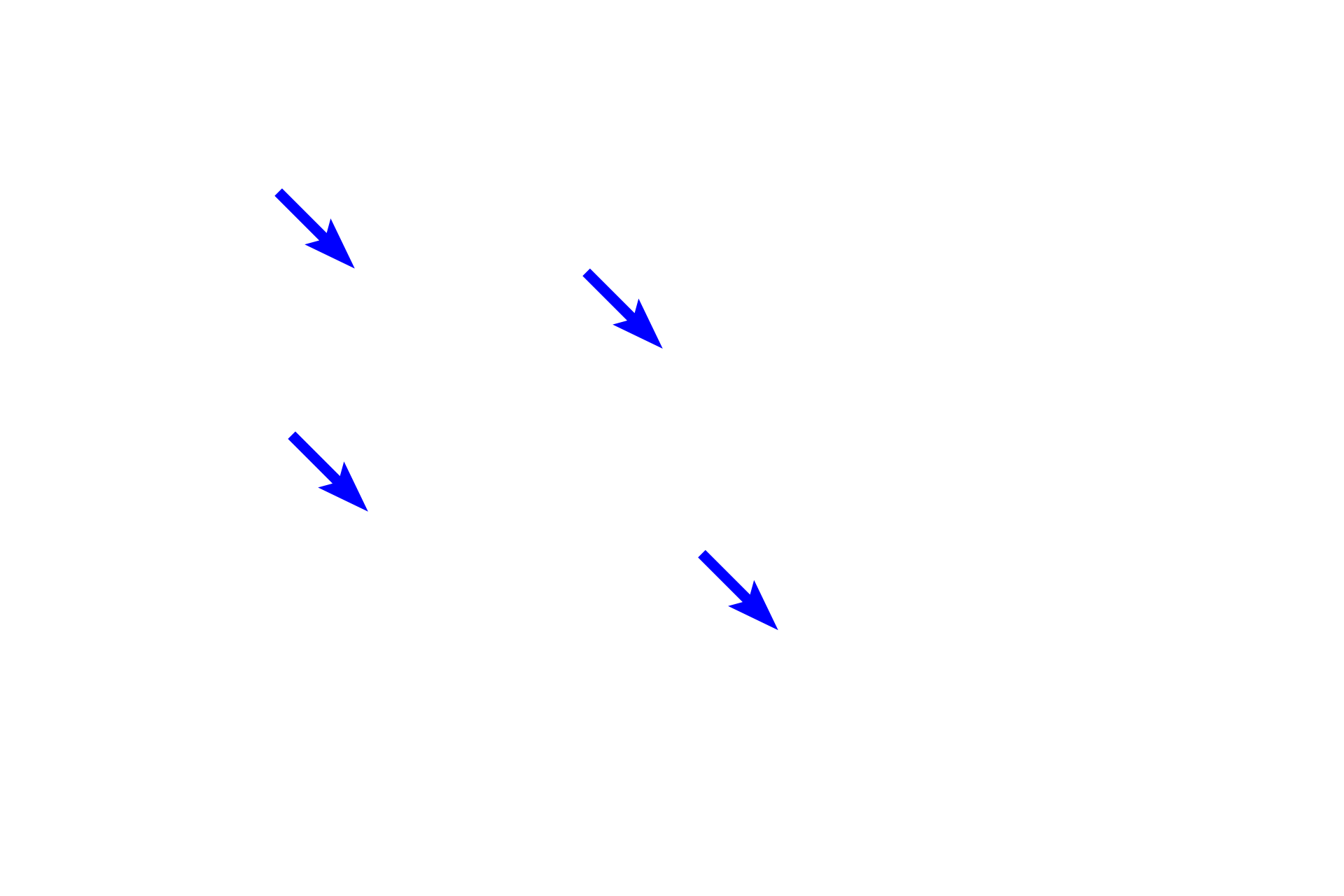 Capillaries <p>The pancreas is another example of a compound acinar gland.  Like the parotid gland, the acini are spherical, with wedge-shaped cells.  The cells accumulate eosinophilic secretory granules in their apices and display prominent basophilic rough endoplasmic reticulum at their bases.  The compound duct system is also visible in this image.  Pancreas  400x</p>
