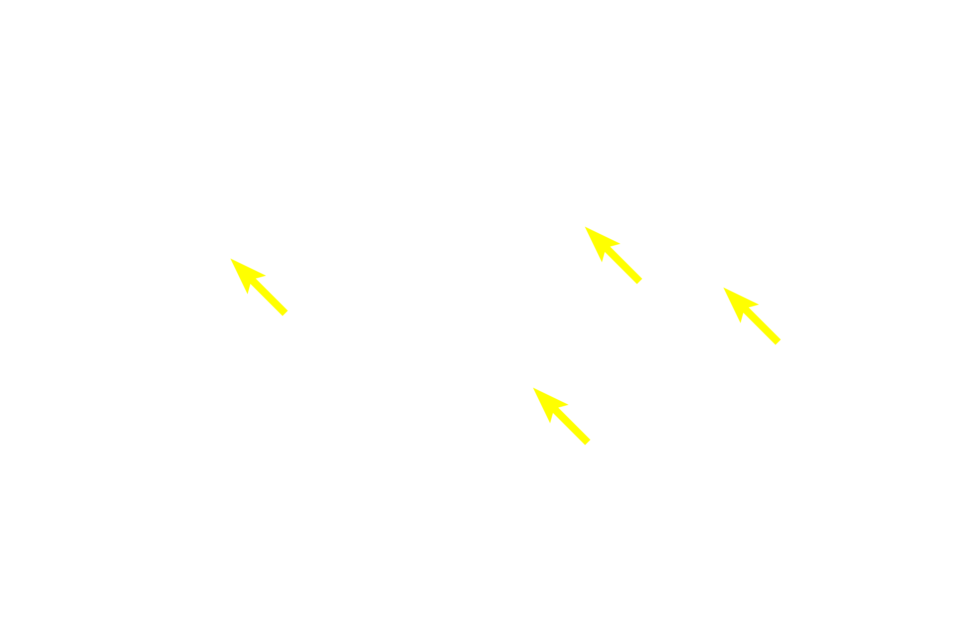 Sheet gland nuclei <p>This sheet gland, consists entirely of mucus-secreting cells.  The nucleus of each of these columnar cells is located just beneath the mucin.  Stomach  1000x</p>
