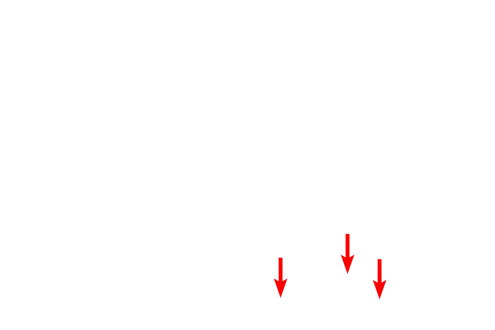 Basement membrane <p>This sheet gland, consists entirely of mucus-secreting cells.  The nucleus of each of these columnar cells is located just beneath the mucin.  Stomach  1000x</p>
