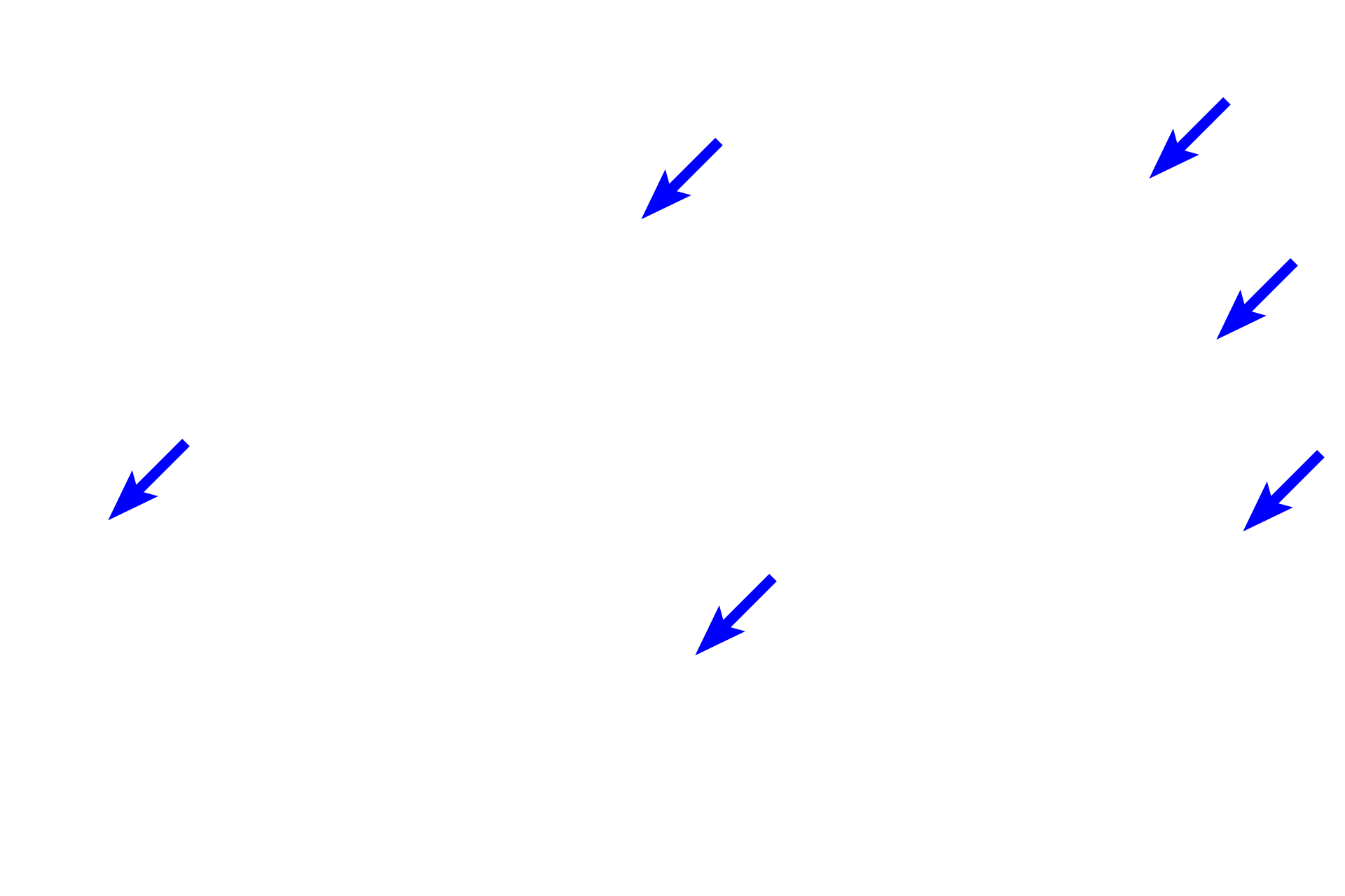  - Gland lumens <p>This section is taken from the lower region of the colon, where more mucous lubrication is required.  Accordingly, the intestinal glands in this region consist primarily of goblet cells; absorptive cells are more restricted to the surface regions of the epithelium. Colon 200x</p>
