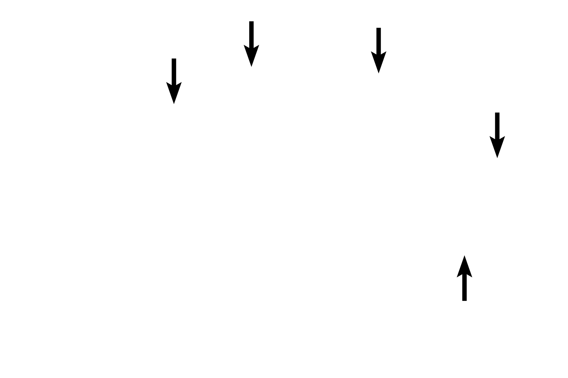  - Acini <p>Another example of a simple branched acinar gland is the sebaceous gland.  Multiple alveoli empty into a single, unbranched duct connected to the hair follicle.  Sebaceous glands secrete sebum onto the hair shaft as well as onto the skin surface via the hair follicle.  Sebum is an oily material that is released by the holocrine mode of secretion.  Skin  200x</p>
