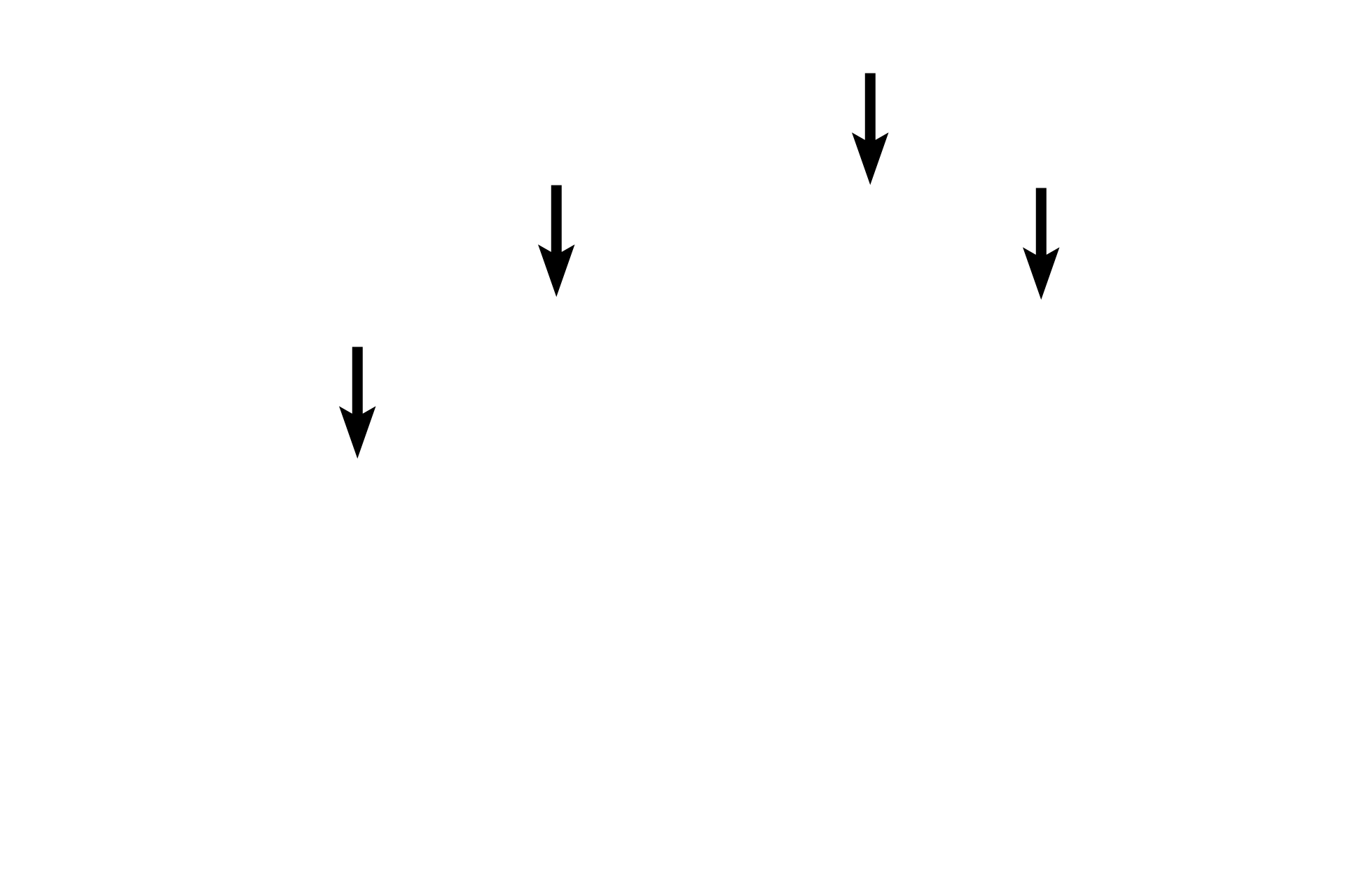 Lipid-accumulating cells <p>The acinus of this sebaceous gland is associated with a hair follicle.  The gland releases its product by the holocrine mode of secretion.  Cells at the periphery proliferate and move toward the center of the acinus as they accumulate their secretory product and degenerate.  The whole cell or its entire contents are released onto the hair follicle as sebum.  Skin  400x</p>
