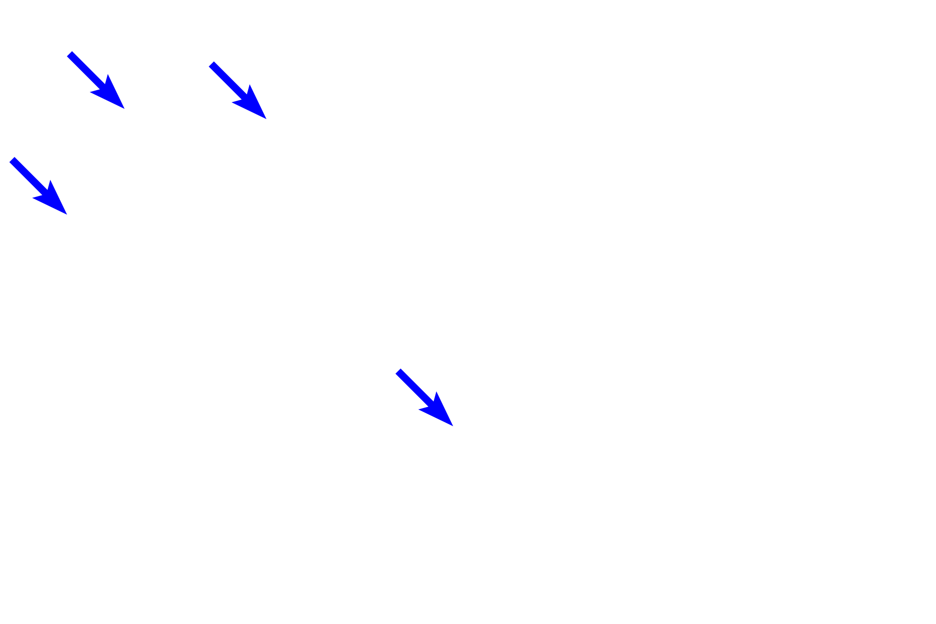  - Absorptive cells <p>Simple tubular glands in the large intestine are straight, unbranched invaginations of the lining epithelium. These glands extend down to the muscularis mucosae and are composed primarily of goblet and absorptive cells.  Colon 200x</p>
