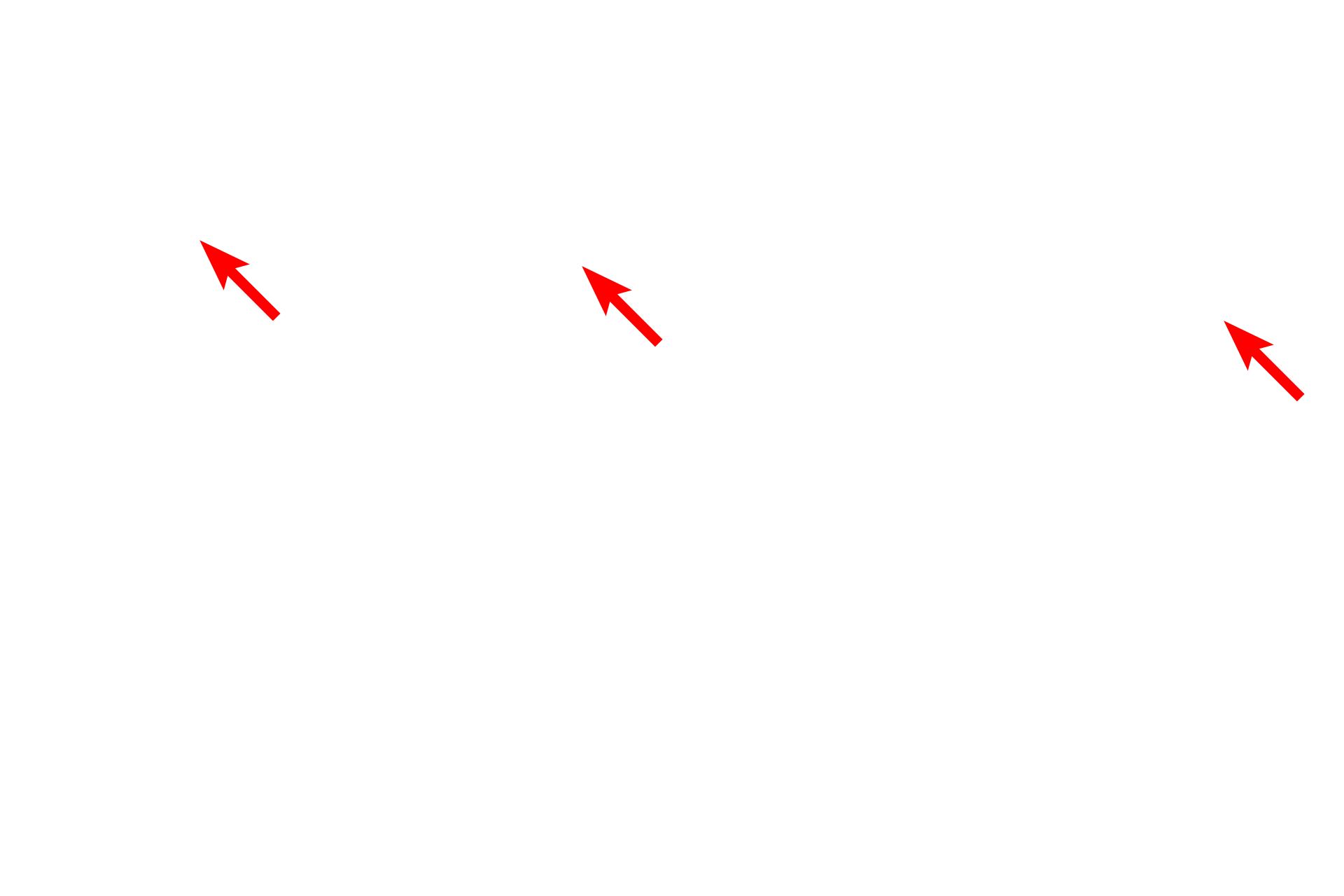 Basal bodies <p>This electron micrograph shows the apex of a goblet cell filled with mucin granules.  The goblet cell is flanked by non-secretory, ciliated cells of the respiratory epithelium.  The mucin granules contain highly glycosylated proteins which become hydrated after release, thereby forming mucus.  14,000x</p>
