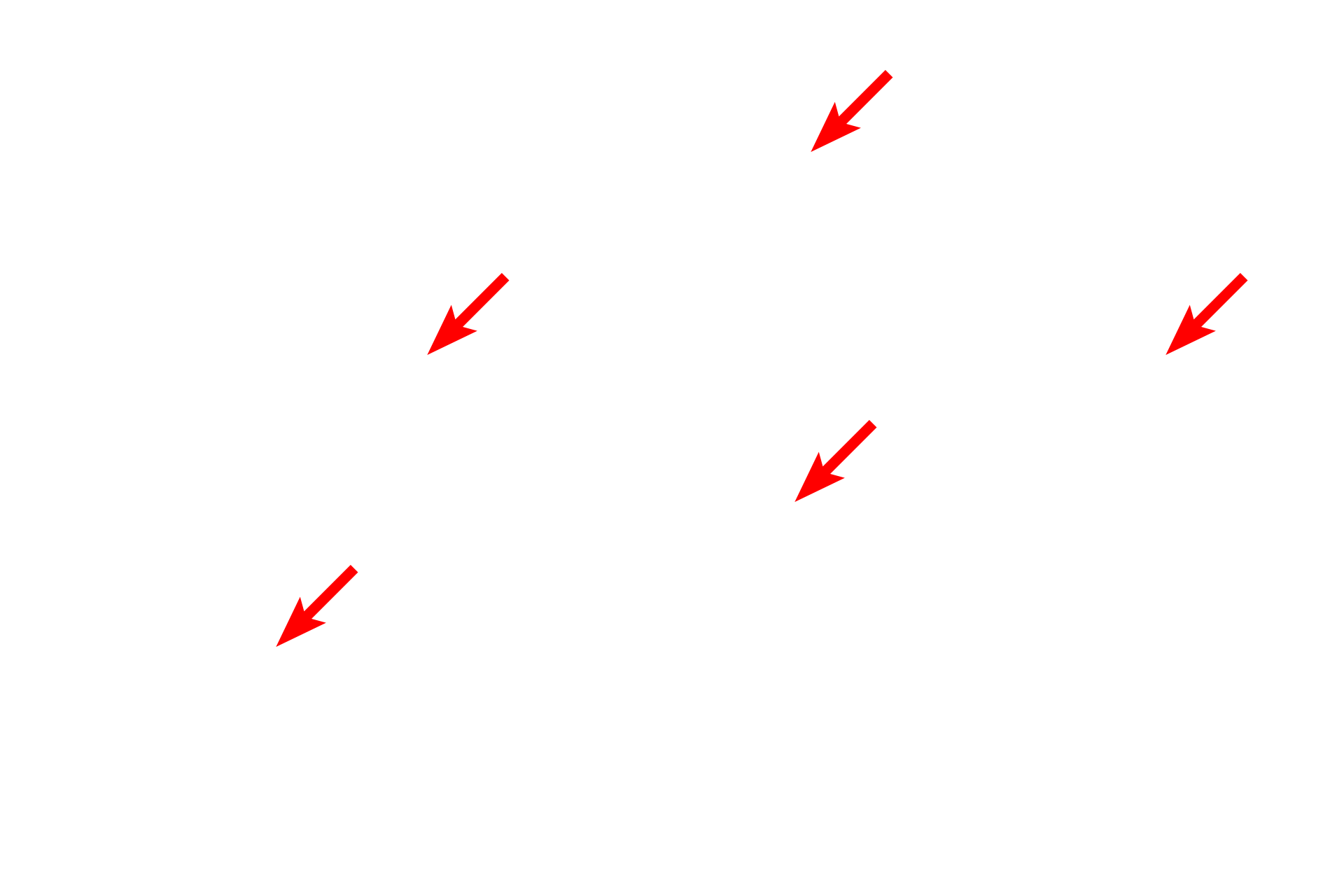 Secretory cells <p>Not all unicellular glands are goblet cells.  This simple columnar epithelium lining the oviduct demonstrates unicellular glands among the ciliated cells. These unicellular glands, called peg cells in the oviduct, provide nutrition for the oocyte and sperm.  The oviduct is the site of fertilization.  Oviduct 1000x</p>

