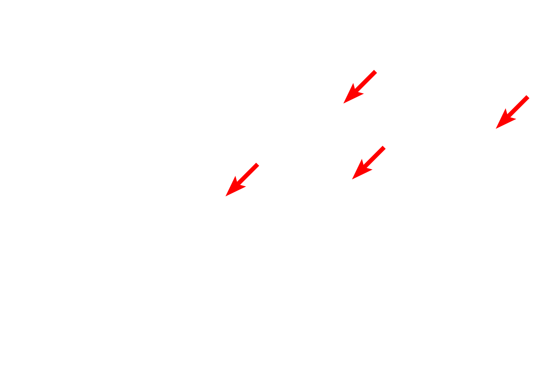  - Cilia <p>Not all unicellular glands are goblet cells.  This simple columnar epithelium lining the oviduct demonstrates unicellular glands among the ciliated cells. These unicellular glands, called peg cells in the oviduct, provide nutrition for the oocyte and sperm.  The oviduct is the site of fertilization.  Oviduct 1000x</p>
