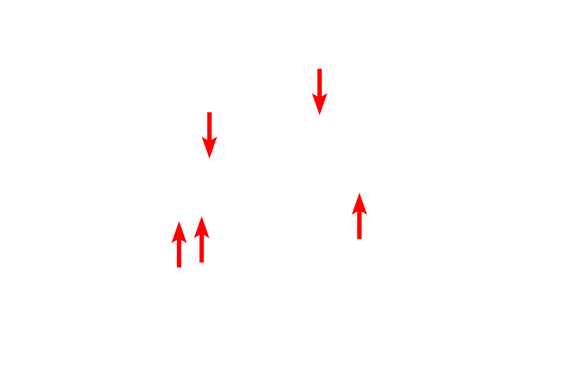  - Basal bodies <p>Not all unicellular glands are goblet cells.  This simple columnar epithelium lining the oviduct demonstrates unicellular glands among the ciliated cells. These unicellular glands, called peg cells in the oviduct, provide nutrition for the oocyte and sperm.  The oviduct is the site of fertilization.  Oviduct 1000x</p>

