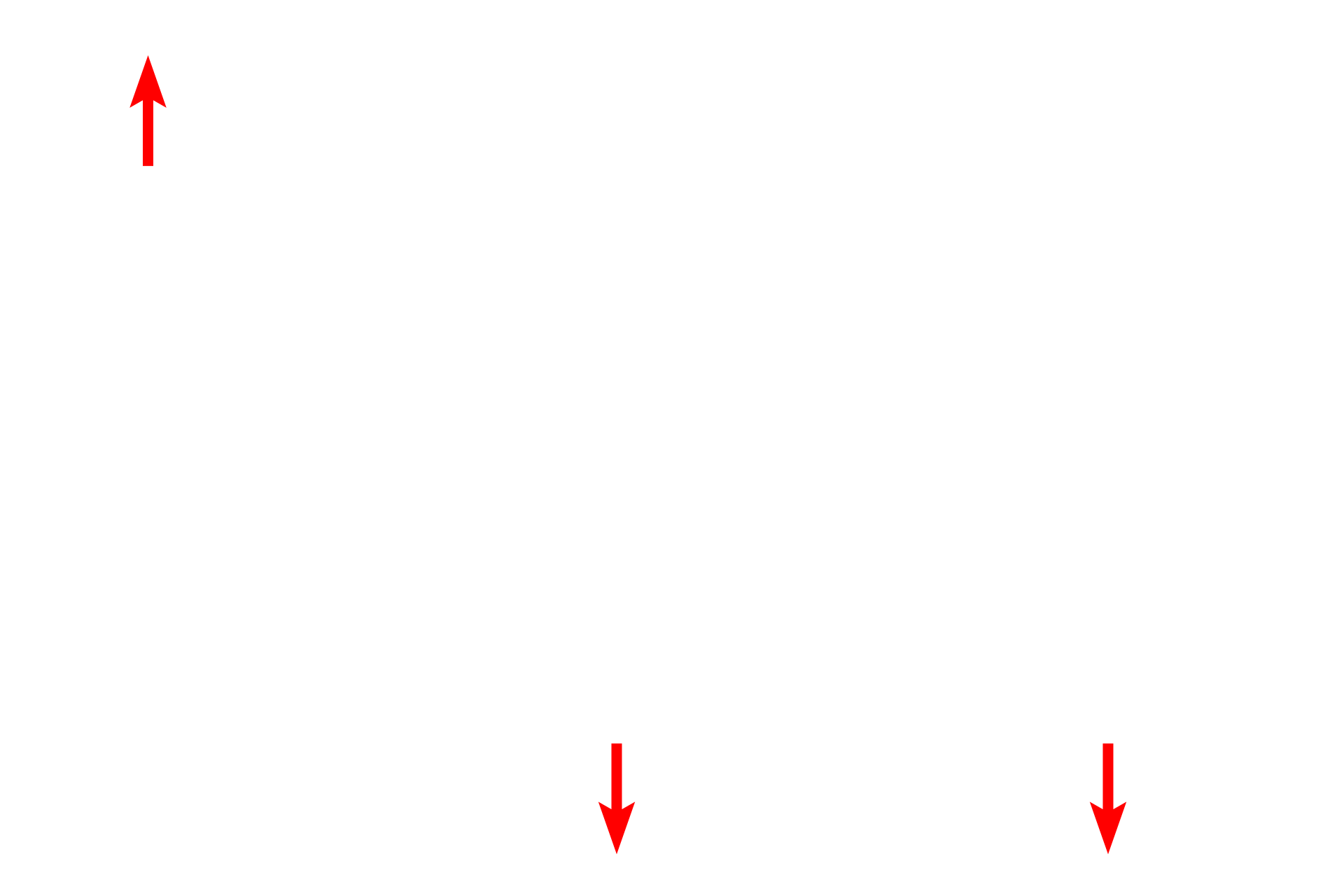 Loose connective tissue <p>Not all unicellular glands are goblet cells.  This simple columnar epithelium lining the oviduct demonstrates unicellular glands among the ciliated cells. These unicellular glands, called peg cells in the oviduct, provide nutrition for the oocyte and sperm.  The oviduct is the site of fertilization.  Oviduct 1000x</p>
