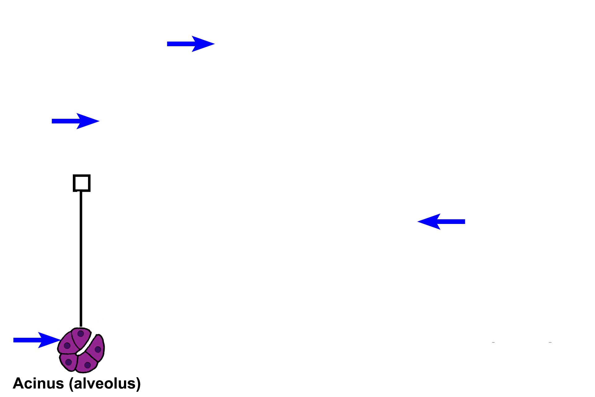 Secretory units > <p>In this example of a compound acinar gland, all the secretory units are acini.  Some compound glands have only tubules, while others have a combination of both acini and tubules.  An acinus resembles a grapefruit cut in half, with each grapefruit segment representing an individual cell.</p>
