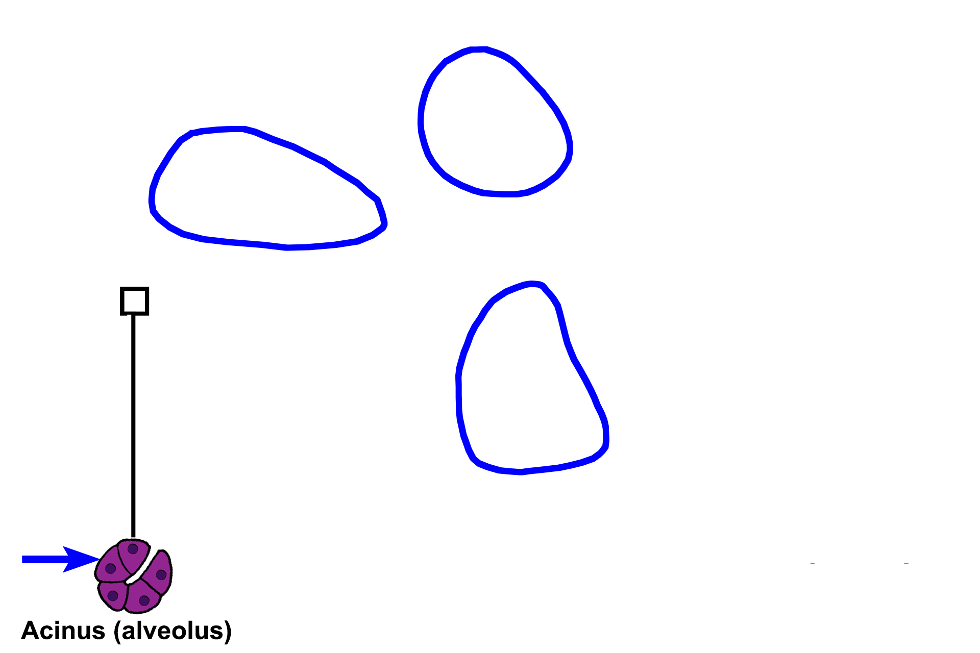 Lobules > <p>A lobule is a cluster of secretory units and the ducts that drain them.  The space immediately surrounding the secretory units and their ducts is occupied by a loose connective tissue, called intralobular connective tissue.  Between the lobules is interlobular connective tissue, a dense connective tissue that also forms partitions or septa within the gland.</p>
