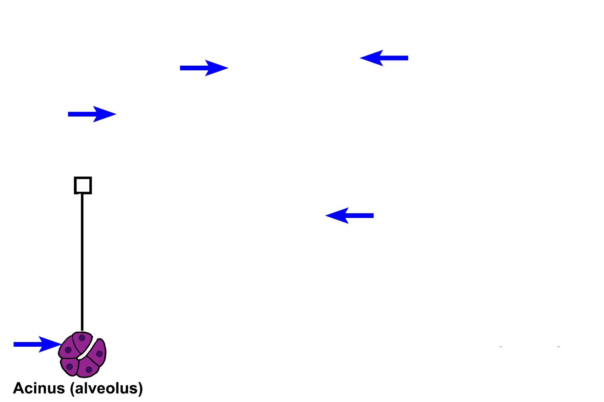 Intralobular connective tissue <p>A lobule is a cluster of secretory units and the ducts that drain them.  The space immediately surrounding the secretory units and their ducts is occupied by a loose connective tissue, called intralobular connective tissue.  Between the lobules is interlobular connective tissue, a dense connective tissue that also forms partitions or septa within the gland.</p>
