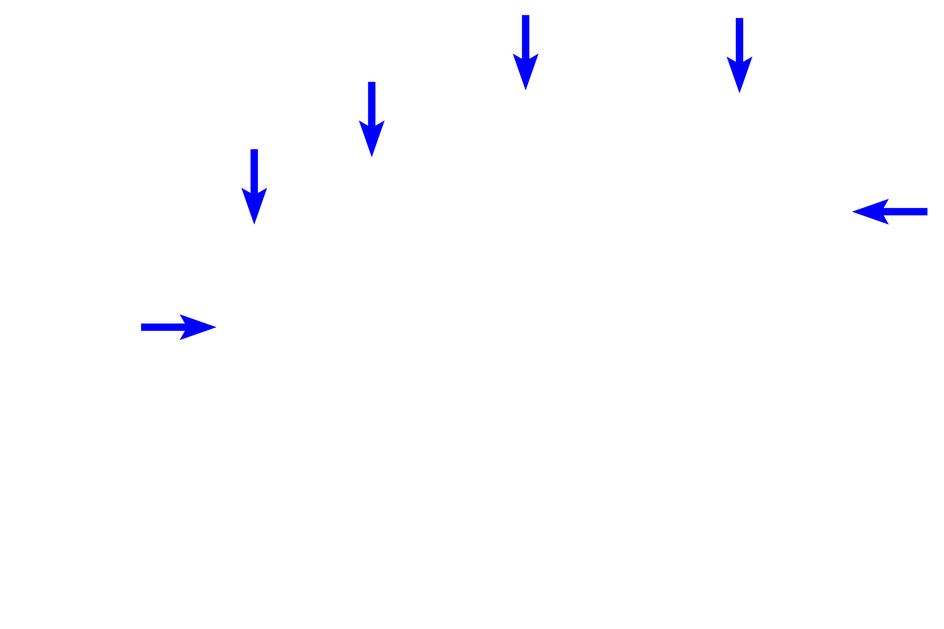  - Proliferating cells <p>Holocrine secretion involves the release of entire cells or their fragments from the secretory unit, as shown in this image of a sebaceous gland and a hair follicle.  At the periphery of the acinus, cells proliferate and move toward the center, accumulating lipid as they mature, enlarge and degenerate.  In this example of a sebaceous gland, lipid-filled cells either rupture their contents, sebum, or are shed as whole cells onto the hair shaft in a hair follicle.  400x</p>
