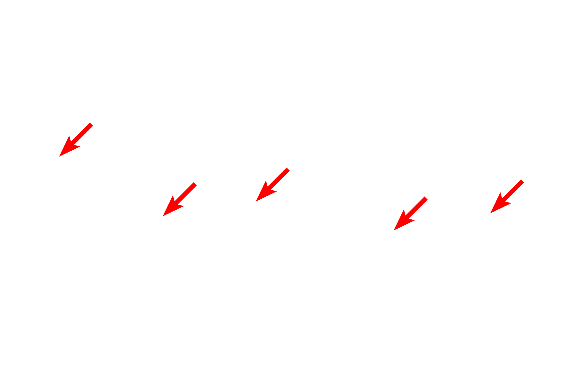 Cilia <p>The simple columnar epithelium from a monkey oviduct possesses cilia, motile structures that are greater than one micron in height.  The core of a cilium contains microtubules which emanate from the basal body present at the base of each cilium.  Non-ciliated, secretory cells are also present in this epithelium.  1000x</p>
