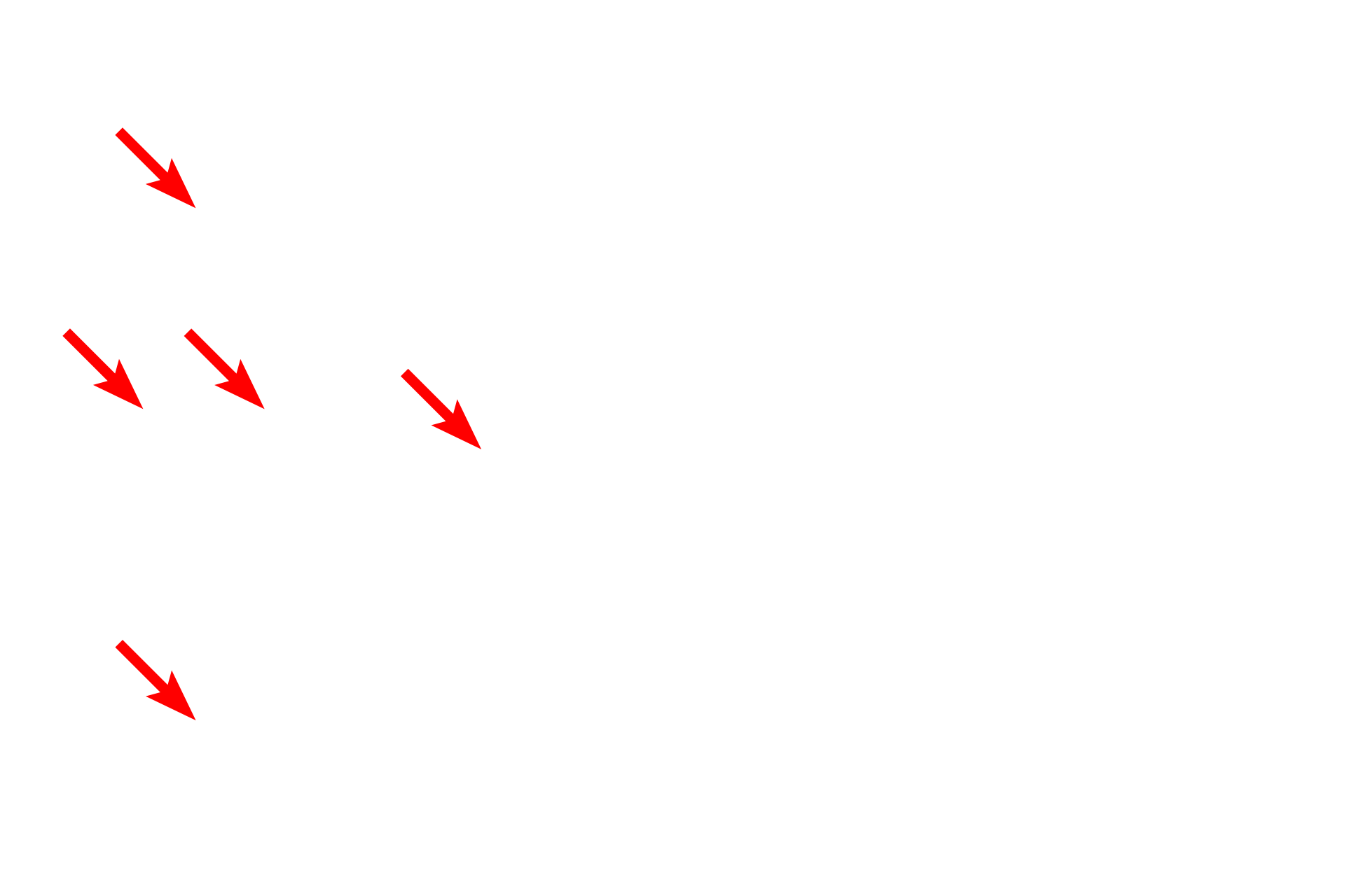 Secretory cells > <p>These cells are sometimes referred to as “peg cells” because they appear to be inserted into the epithelium like a peg. They are not ciliated.</p>

