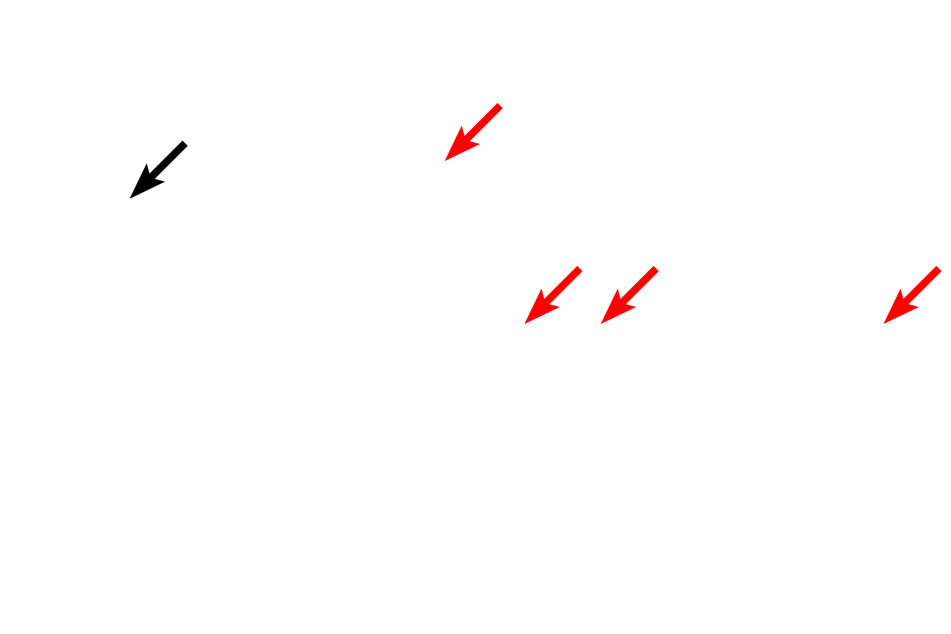 Cilia > <p>Each cilium is associated with a basal body, from which microtubules originate to form the axoneme.  The axoneme, forming the core of a cilium or a flagellum, consists of nine pairs of microtubules surrounding two central, individual microtubules.  The axoneme extends the length of the cilium.  A similar axoneme is present in flagella.</p>
