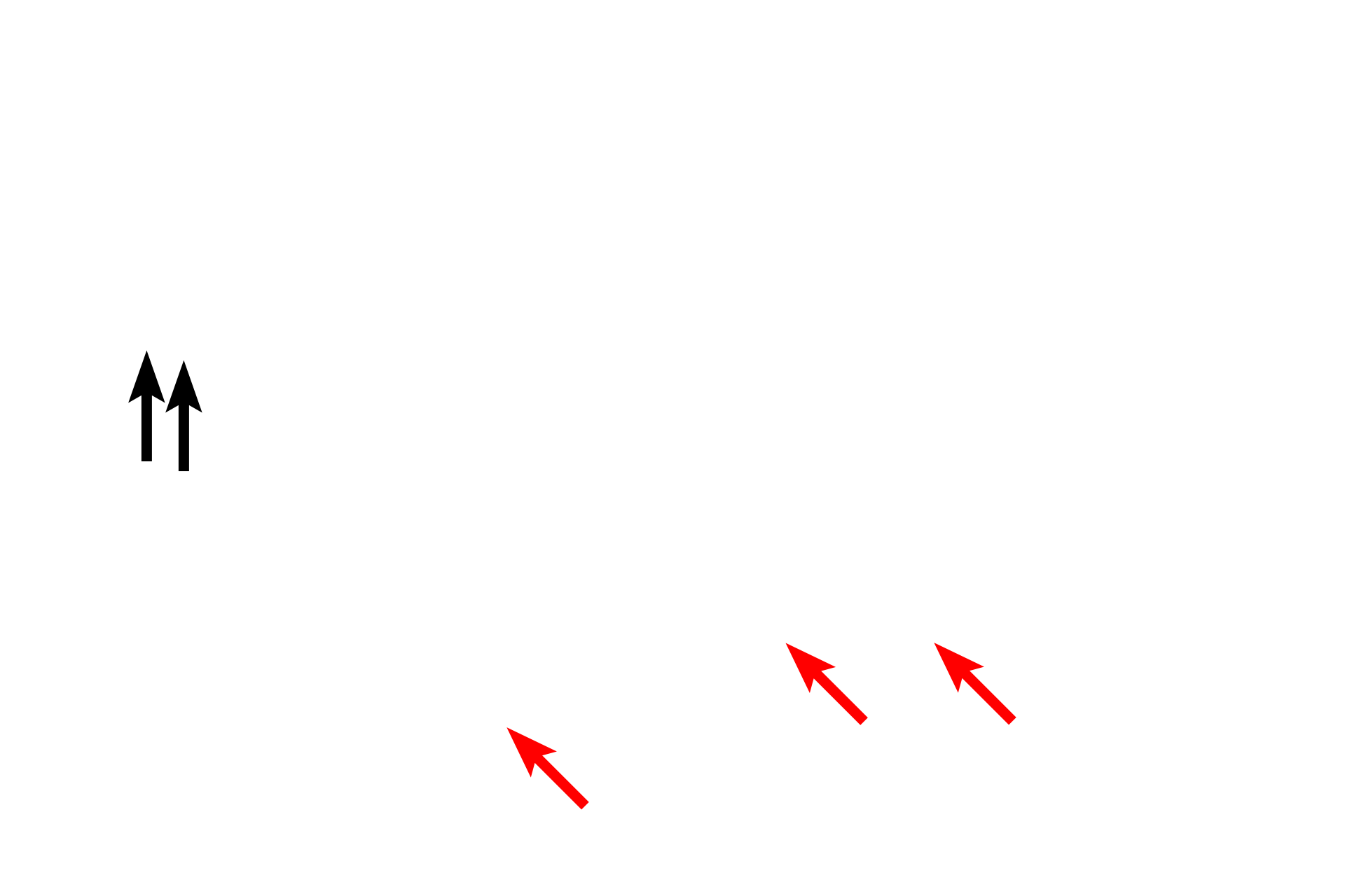  - Basal bodies > <p>The arrangement of microtubules in the basal body differs from that in the axoneme.  The basal body consists of nine triplets of microtubules but lacks the two central microtubules.  The basal body has the same structures as a centriole.</p>

