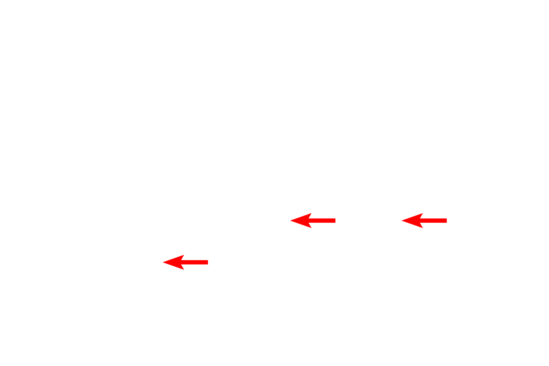 Microvilli > <p>Microvilli are much shorter than cilia and are non-motile. They contain a core of microfilaments rather than microtubules seen in cilia.</p>
