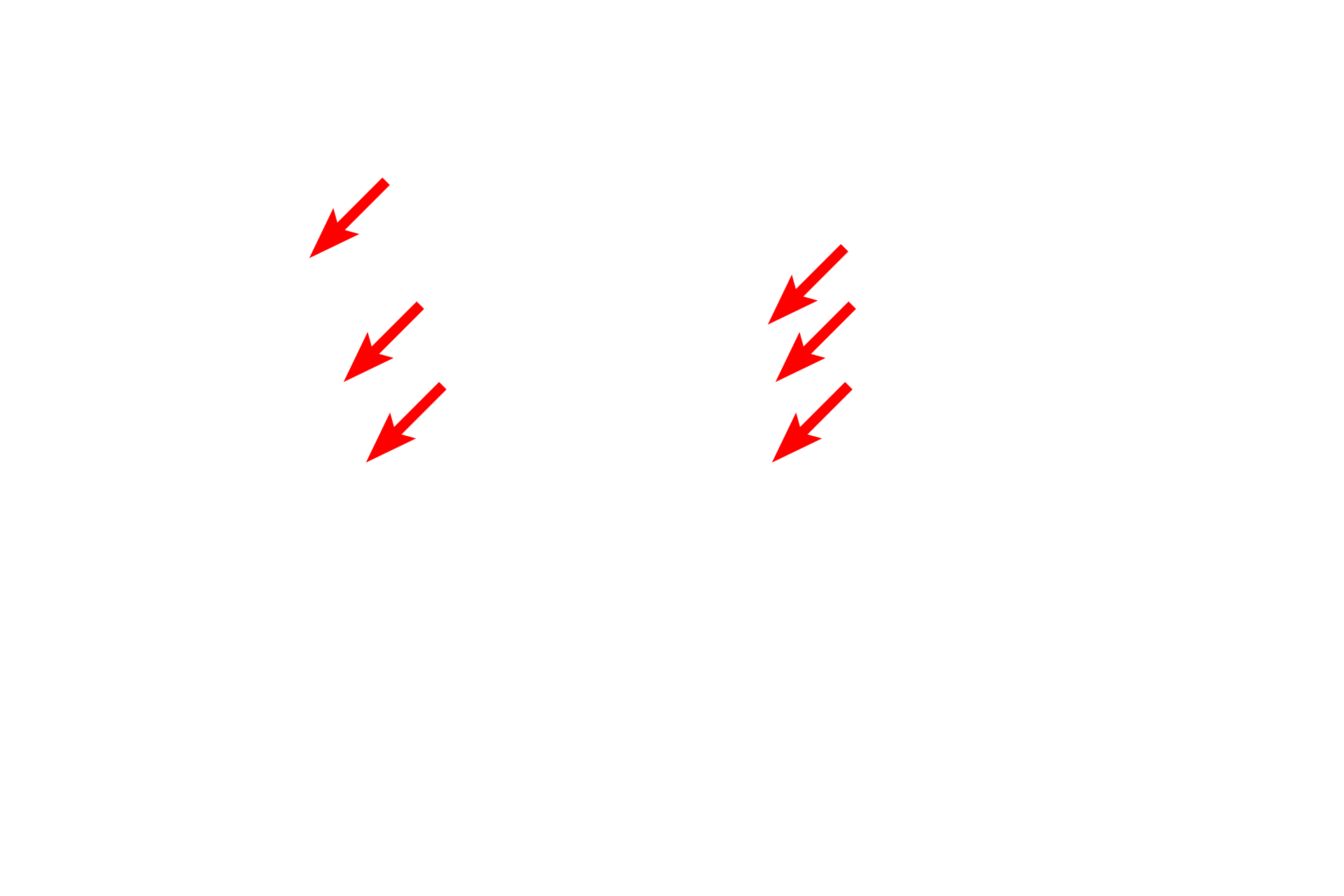  - Outer microtubule doublet <p>This higher magnification of cilia better reveals the microtubular structure of the axoneme.  The axoneme consists of an outer cylinder formed by nine doublets of microtubules.  These microtubules originate from the basal body.  At the center of the axoneme is a pair of individual microtubules.  The interactions between all of these tubules produce the whip-like motion of the cilium.  20,000x</p>
