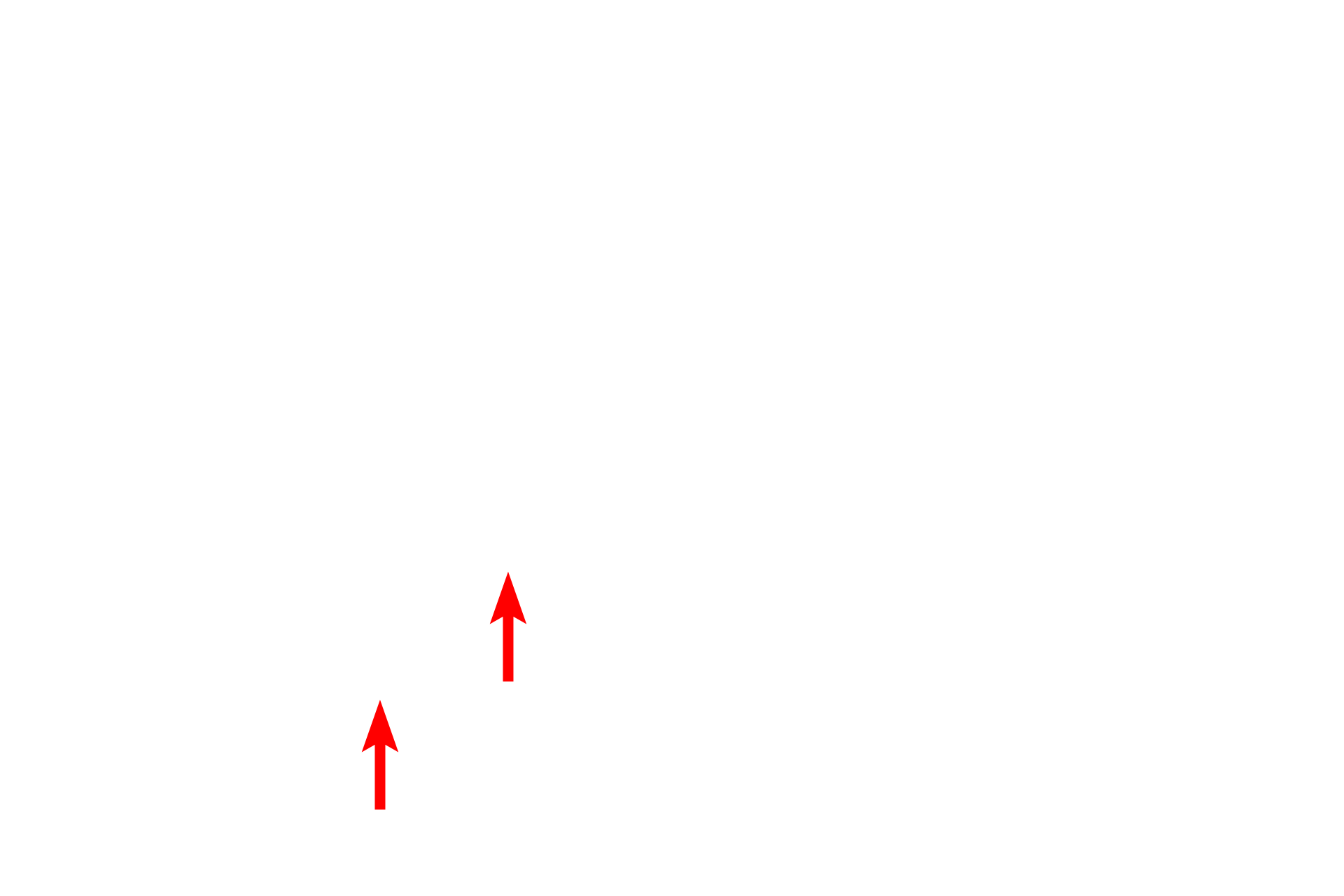 Plasma membrane <p>Hemidesmosomes are prominent in the basal layer of the epidermis.  Structurally, they consist of one-half of a desmosome and serve to anchor an epithelium to its underlying basal lamina.  The associated keratin intermediate filaments insert into the attachment plaques.  Transmembrane proteins extend from the plaque into the basal lamina to provide attachment.  30,000x</p>
