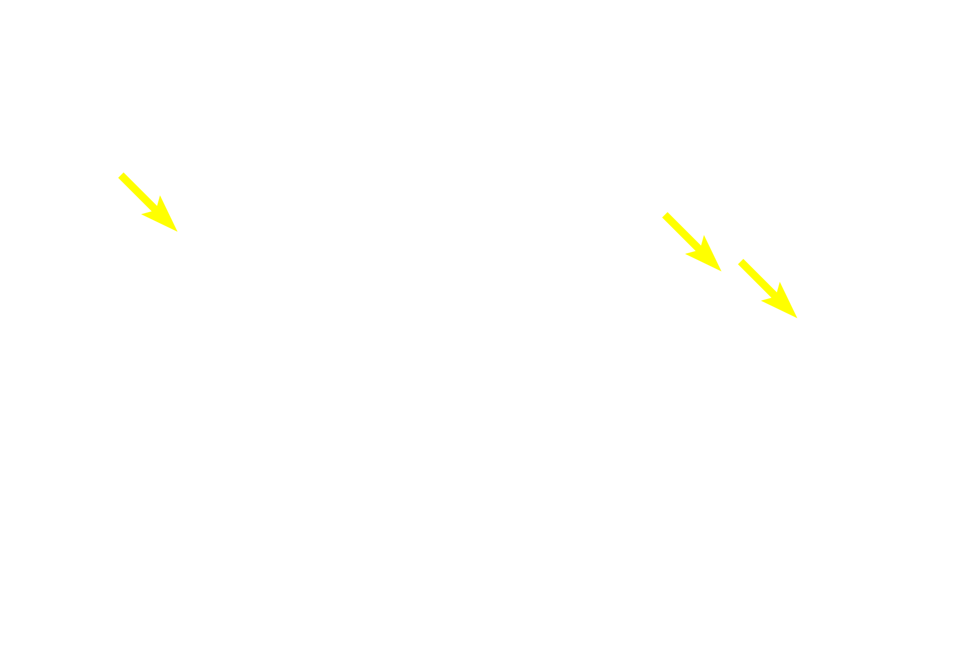 Goblet cells > <p>Goblet cells are goblet-shaped unicellular glands that secrete mucus. They are commonly seen in the epithelia of respiratory passages and intestines.</p>
