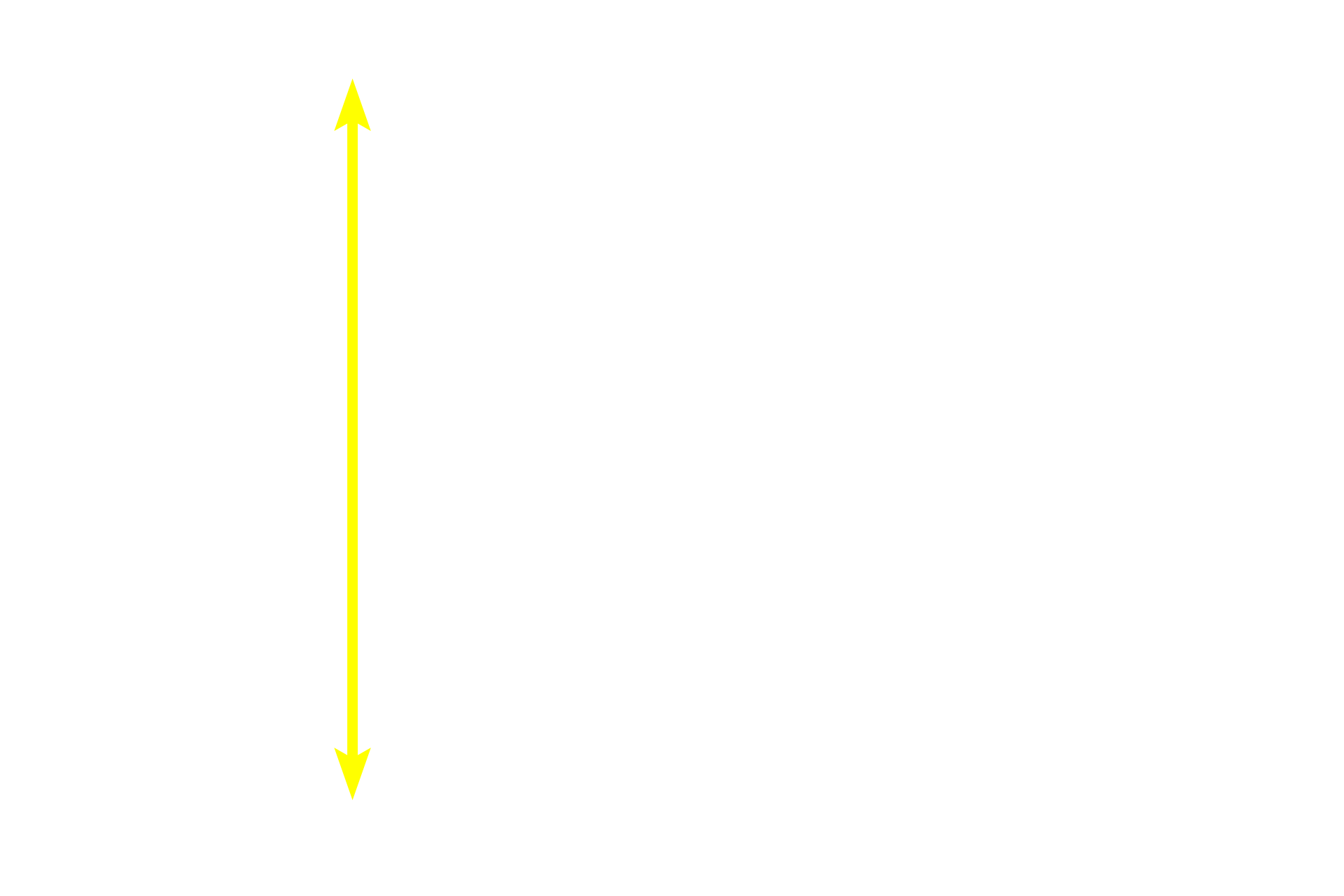 Simple columnar epithelium <p>Microvilli are short (less than one micron), non-motile extensions of the apical plasma membrane.  By light microscopy (left), collections of microvilli constitute a brush, or striated, border.  In optimal sections, individual microvilli can be resolved with the light microscope, however they are better appreciated by electron microscopy (right image).  Microvilli greatly increase the absorptive surface area of a cell.  Small intestine  1000x, 10,000x</p>
