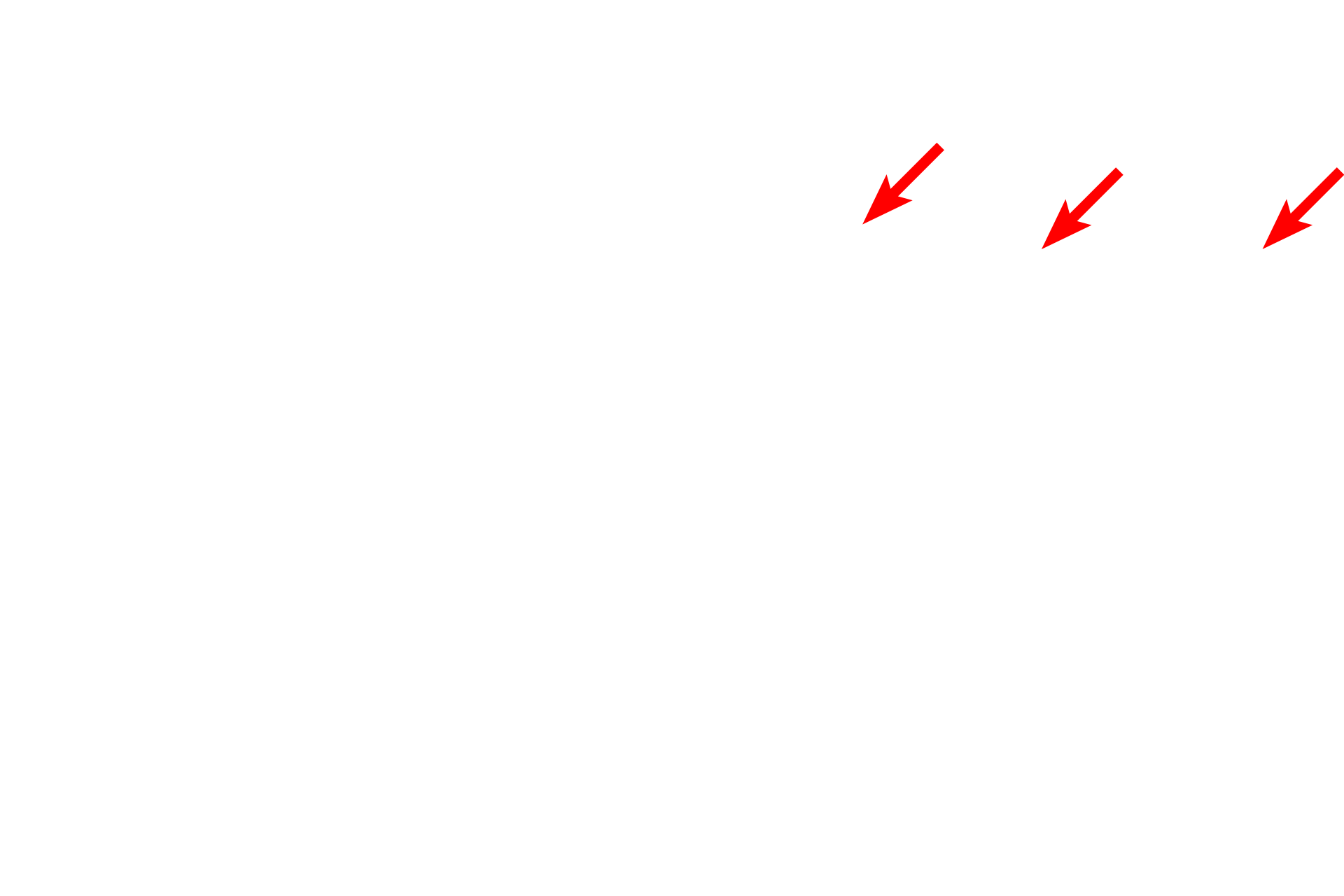 Microvilli <p>The collection of microvilli comprise the brush border also called a striated border because the individual microvilli give it a striated or striped appearance. Each microvillus is supported by a core of microfilaments.</p>
