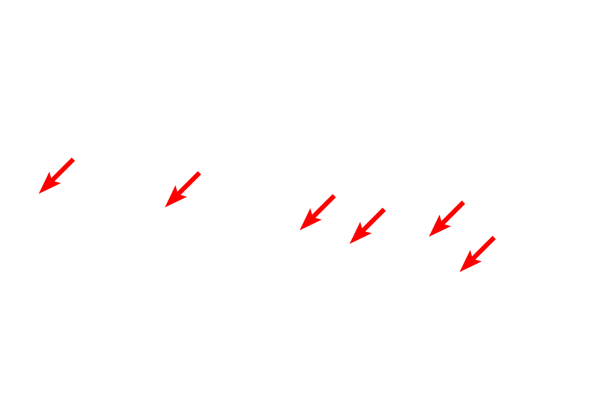  - Bundles of microfilaments <p>Each microvillus is supported by a core of microfilaments that extend down into the apical region of the cell and contact the terminal web.  The terminal web is composed of a meshwork of microfilaments and microfilament bundles.  The terminal web serves to stabilize the apical cell surface as well as anchor and support the microvilli.</p>
