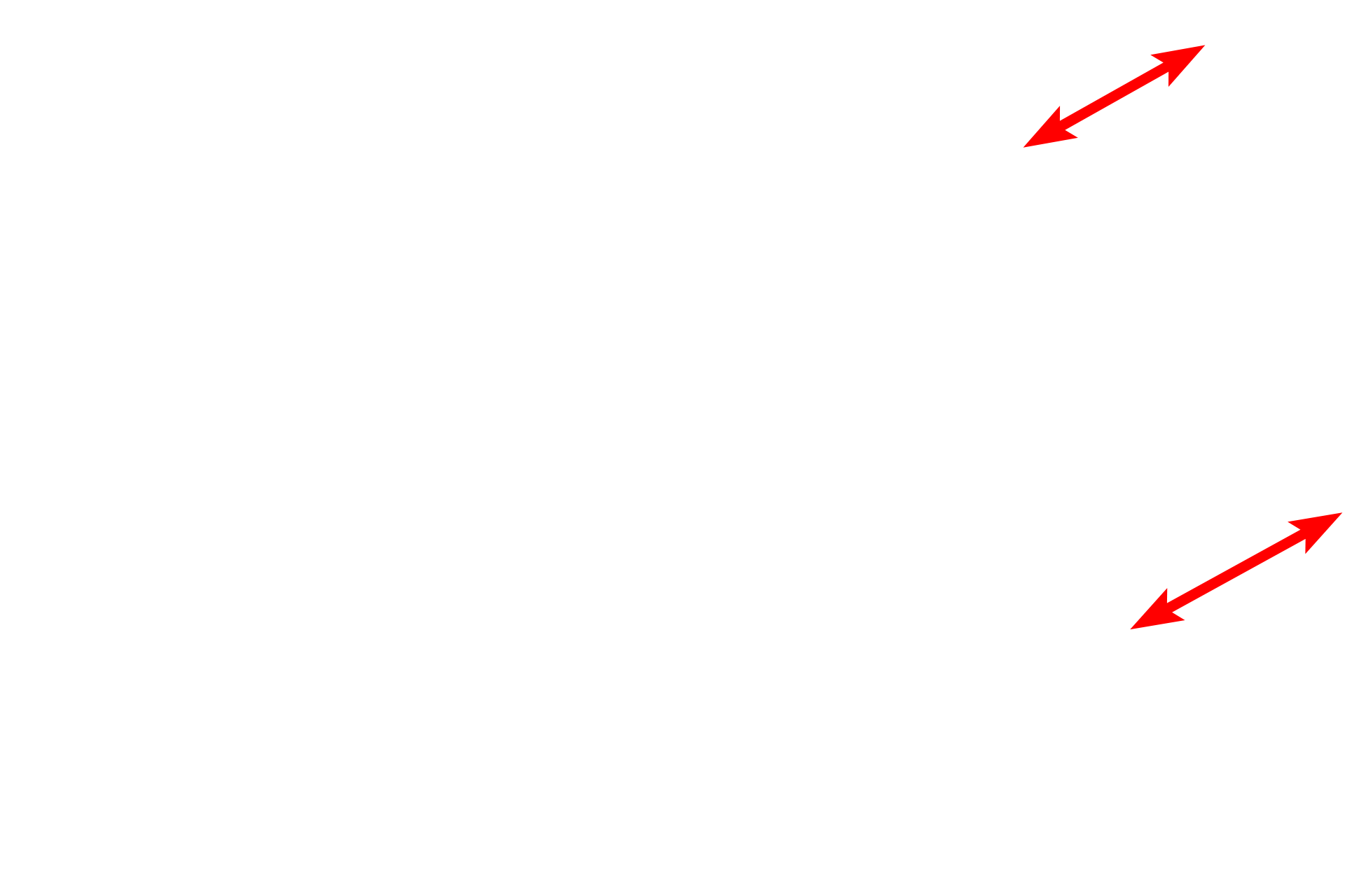 Brush border <p>This electron micrograph shows a cross section through a portion of the wall of a kidney tubule whose cells possess microvilli.  Large numbers of microvilli, as seen here, appear like a brush in the light microscope, hence the name brush border.  Microvilli are non-motile and serve to increase surface area.  5000x</p>
