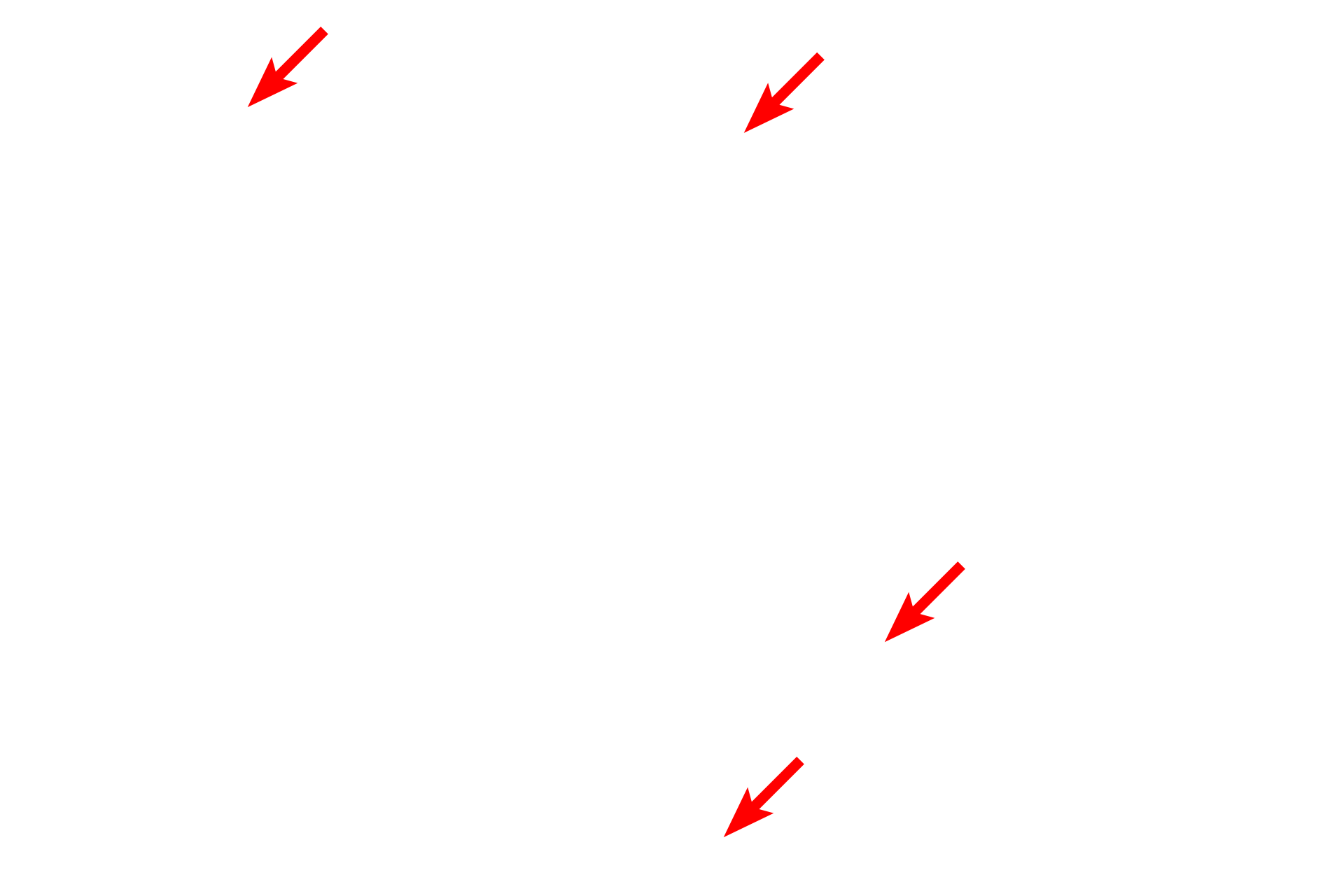 Mitochondria <p>This electron micrograph shows a cross section through a portion of the wall of a kidney tubule whose cells possess microvilli.  Large numbers of microvilli, as seen here, appear like a brush in the light microscope, hence the name brush border.  Microvilli are non-motile and serve to increase surface area.  5000x</p>
